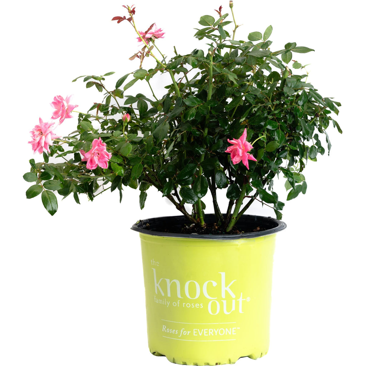 Pink Double Knock Out® Rose – Repeat-Blooming Shrub