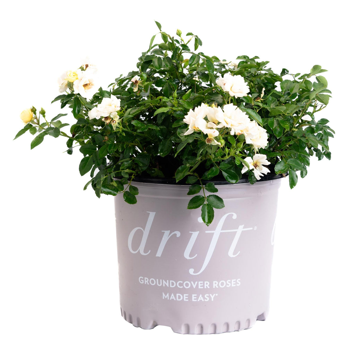 Popcorn Drift® Rose – Yellow-to-Cream Groundcover Blooms