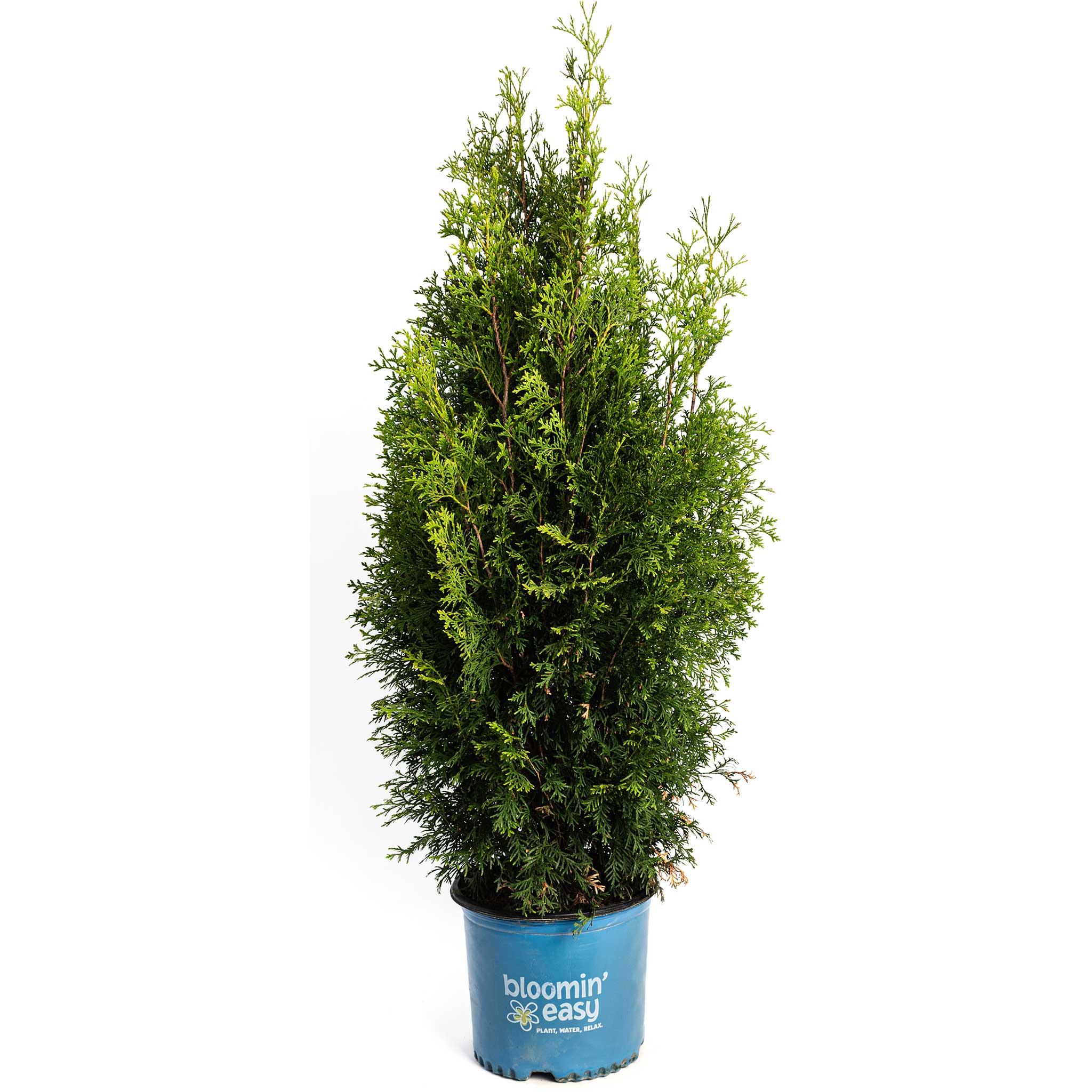 Potted plant with a blue container labeled 'bloomin easy' on a white background.  Henderson Garden Supply