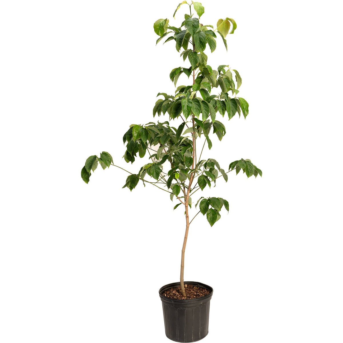 Potted plant with green leaves on a white background.  Henderson Garden Supply