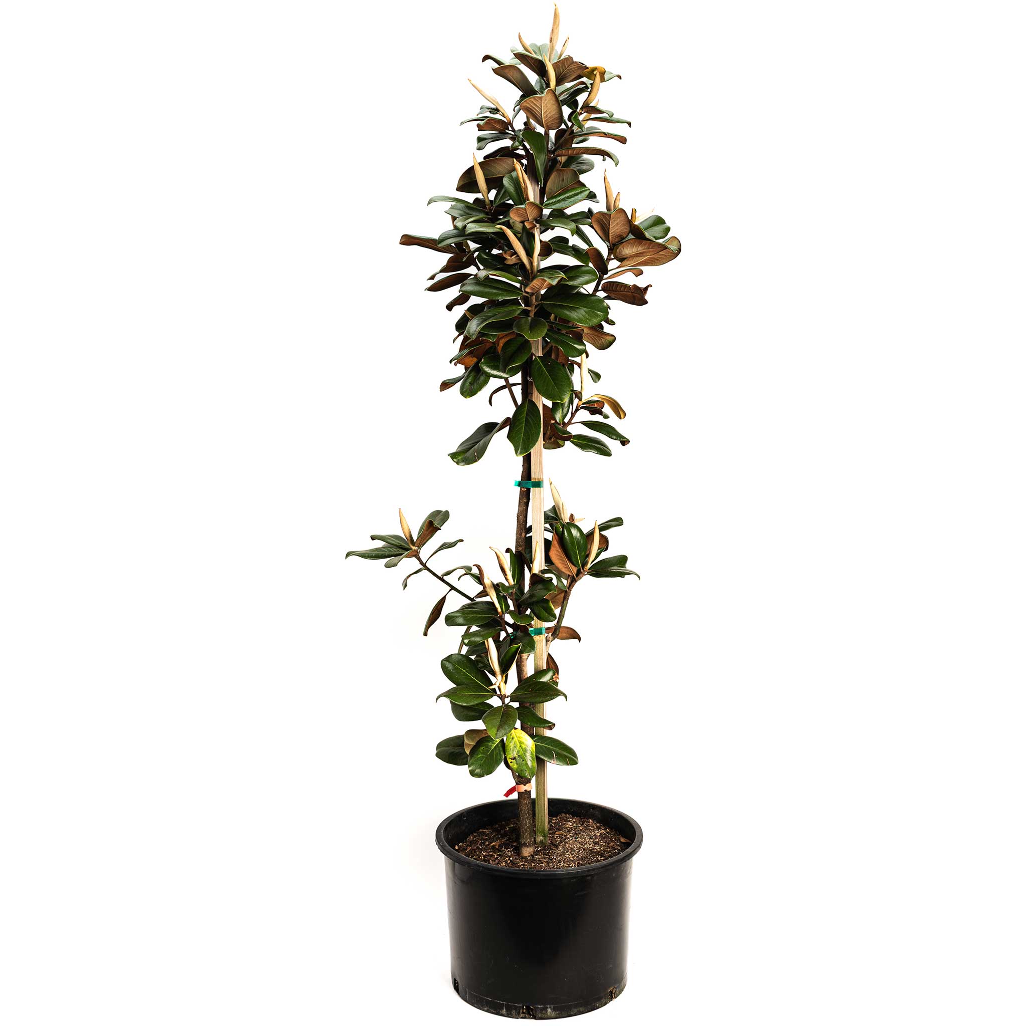 Potted plant with green leaves on a white background.  Henderson Garden Supply