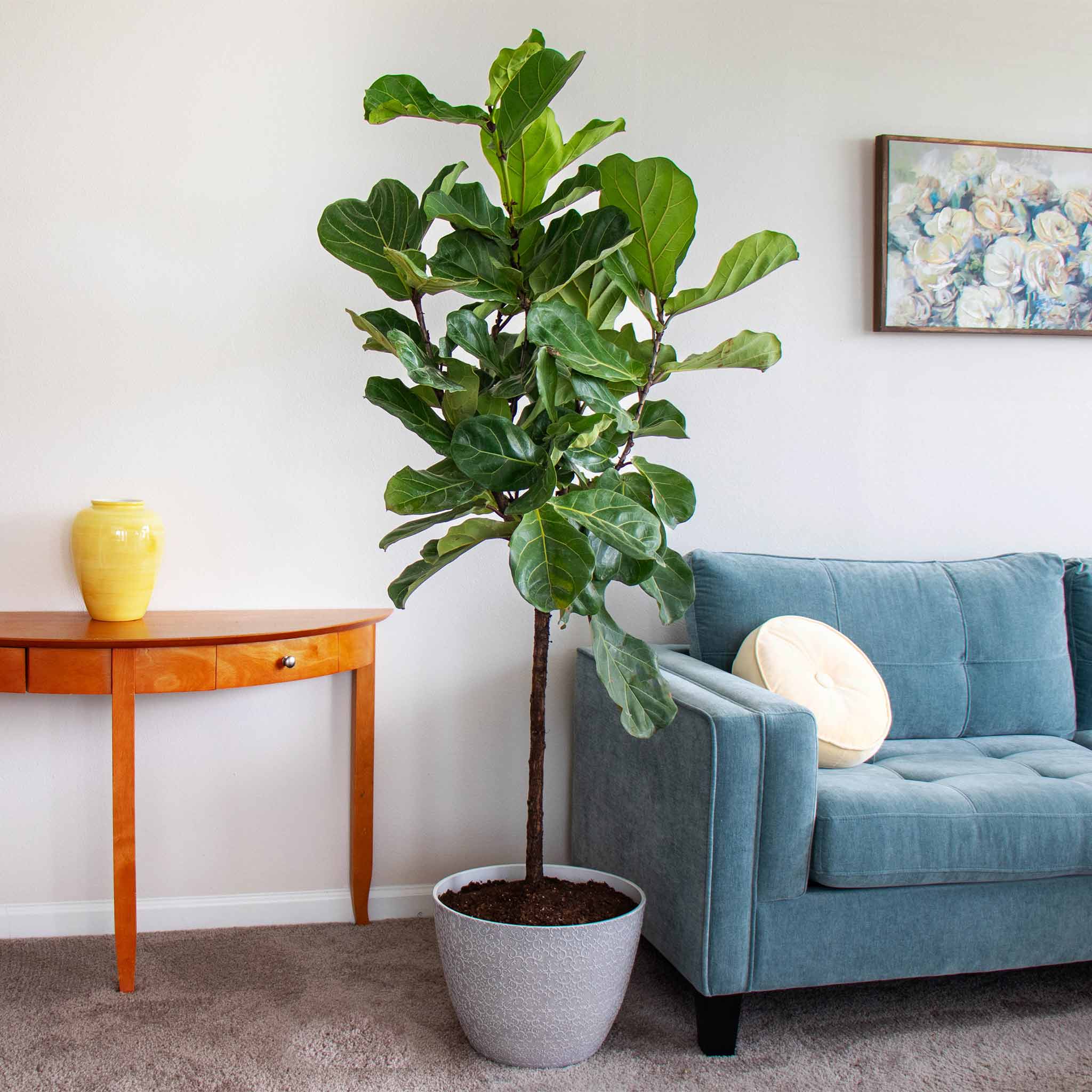 Fiddle leaf fig plant in a pot next to a blue sofa and wooden side table.  Henderson Garden Supply