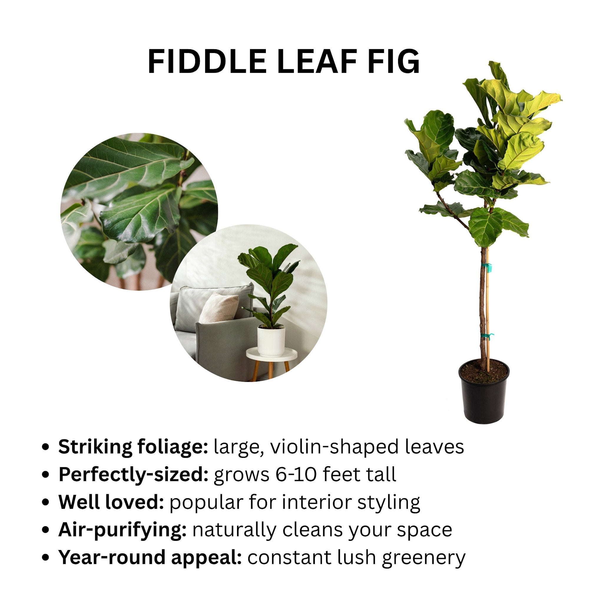 Fiddle leaf fig plant with descriptive text on a white background - Henderson Garden Supply