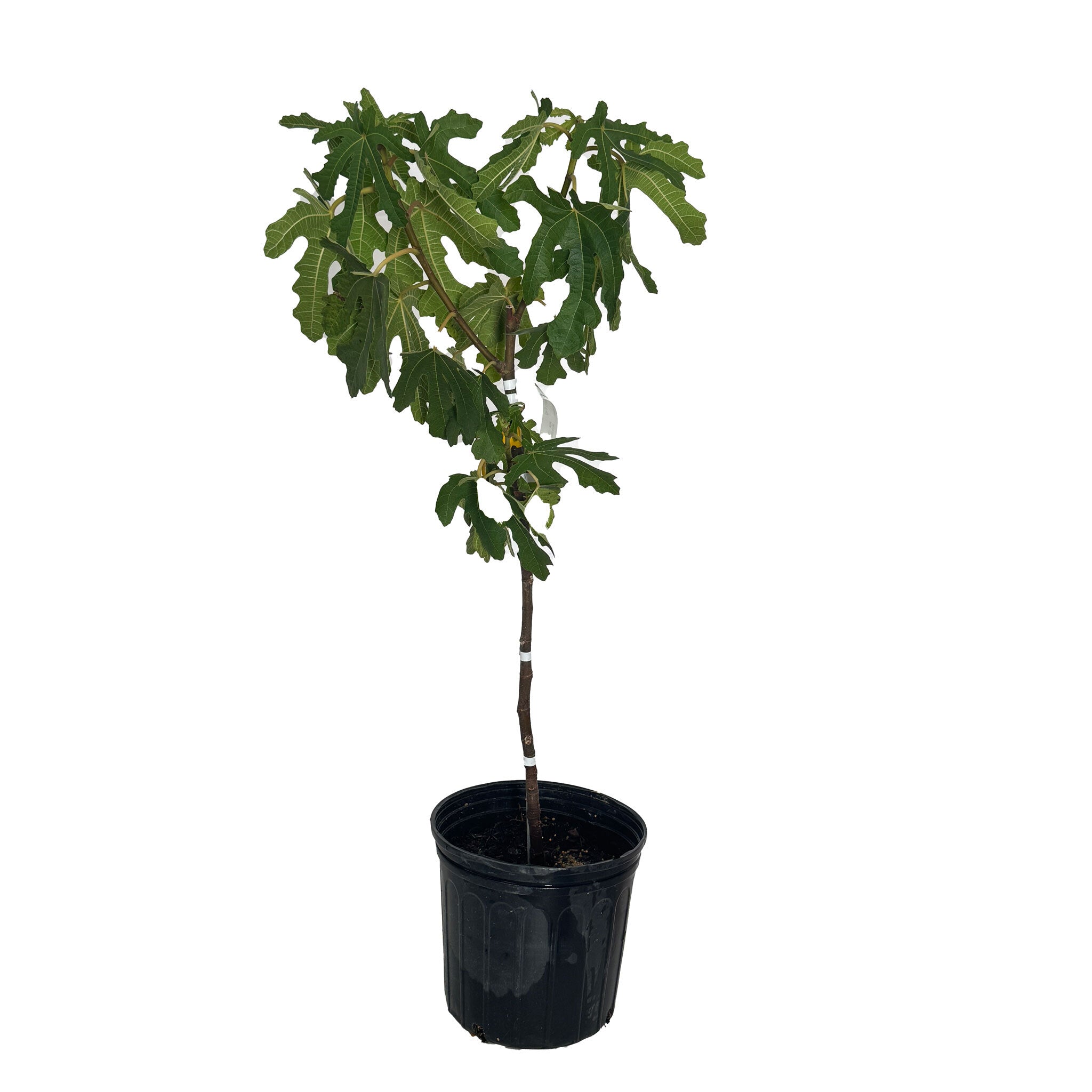 Potted plant with green leaves on a white background.  Henderson Garden Supply