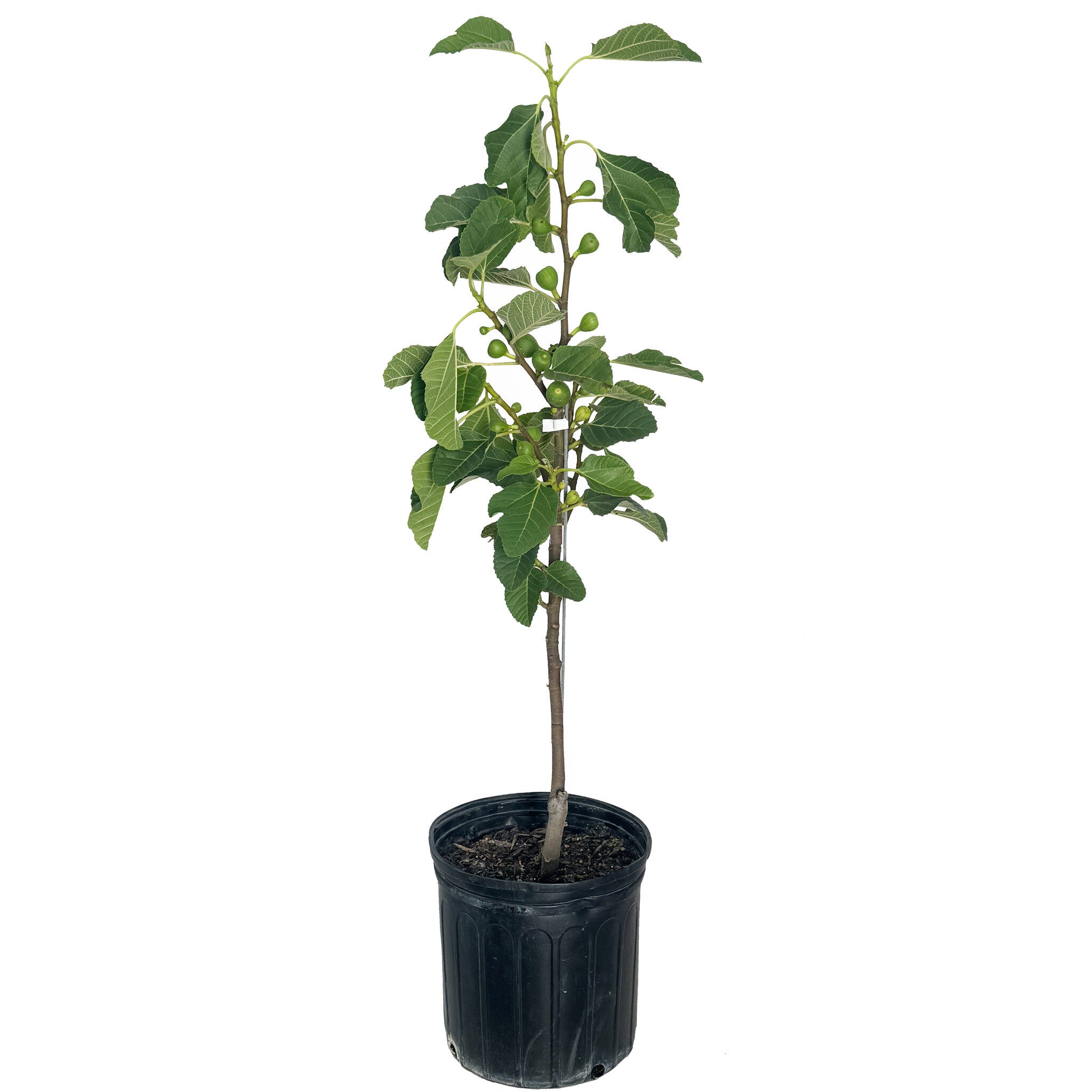 Potted plant with green leaves on a white background.  Henderson Garden Supply