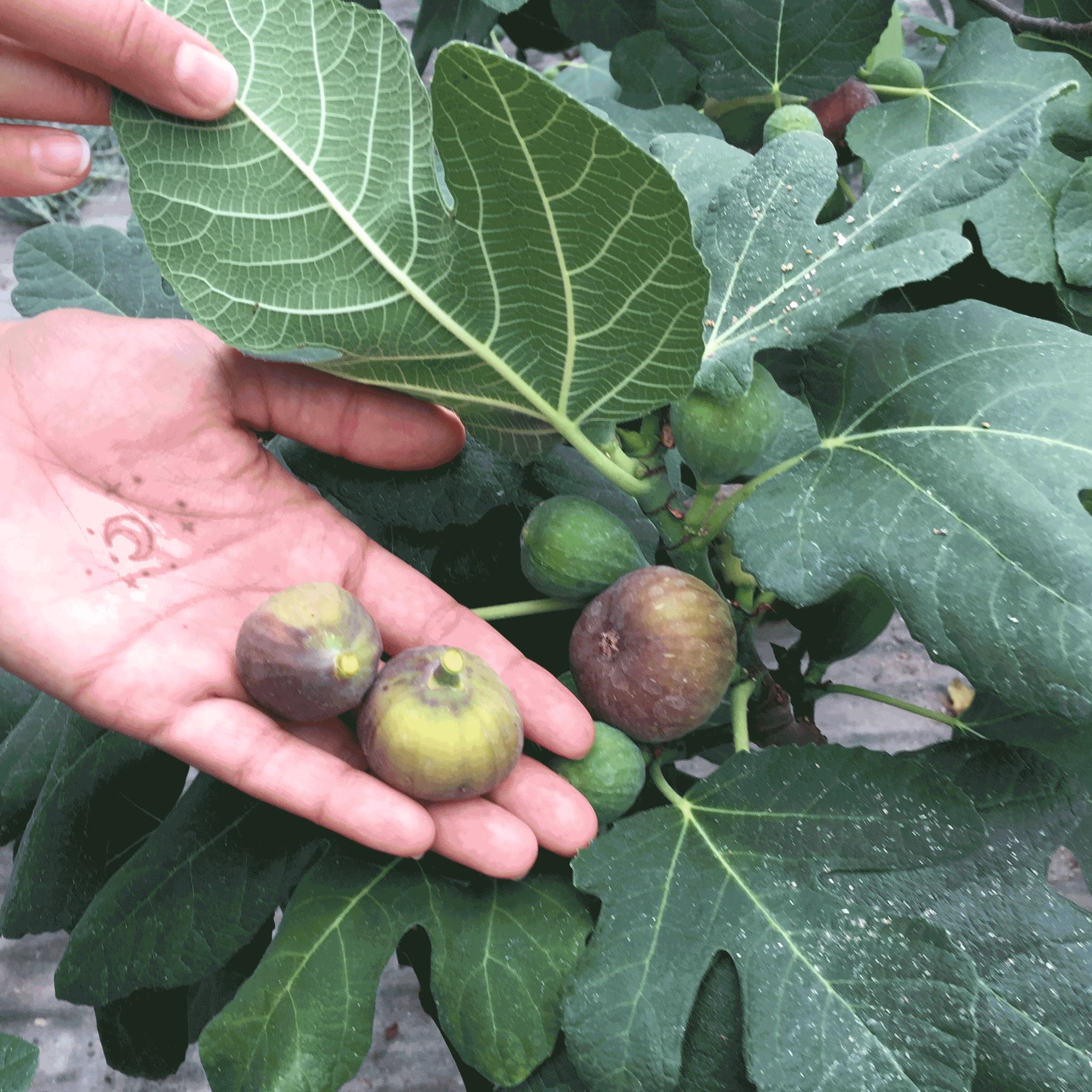 Hand holding green figs with a background of fig leaves.  Henderson Garden Supply