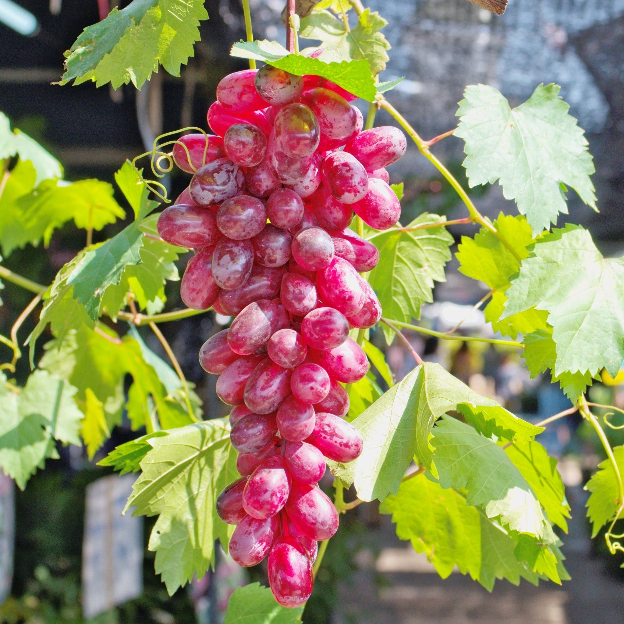 Bunch of red grapes hanging from a vine with green leaves.  Henderson Garden Supply