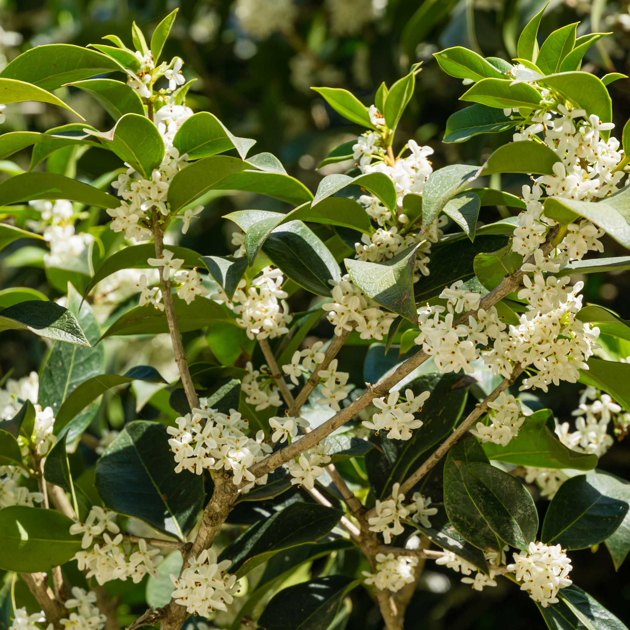 Close-up of a branch with green leaves and small white flowers. - Henderson Garden Supply