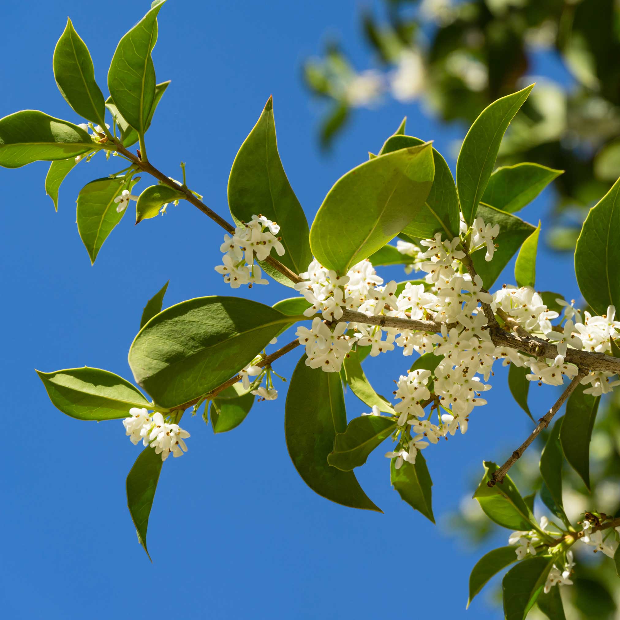 Branch of a tree with green leaves and white flowers against a clear blue sky. Henderson Garden Supply