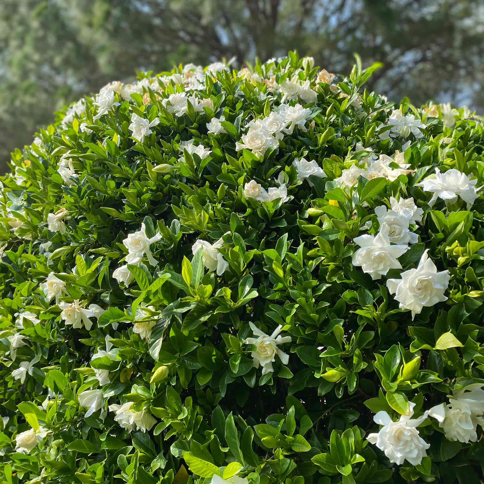 Green bush with white flowers in a natural setting - Henderson Garden Supply