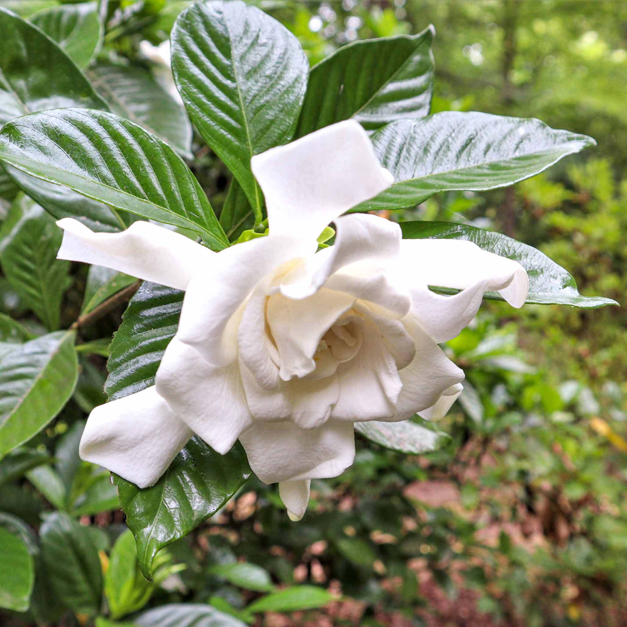 White flower with green leaves in a natural setting - Henderson Garden Supply
