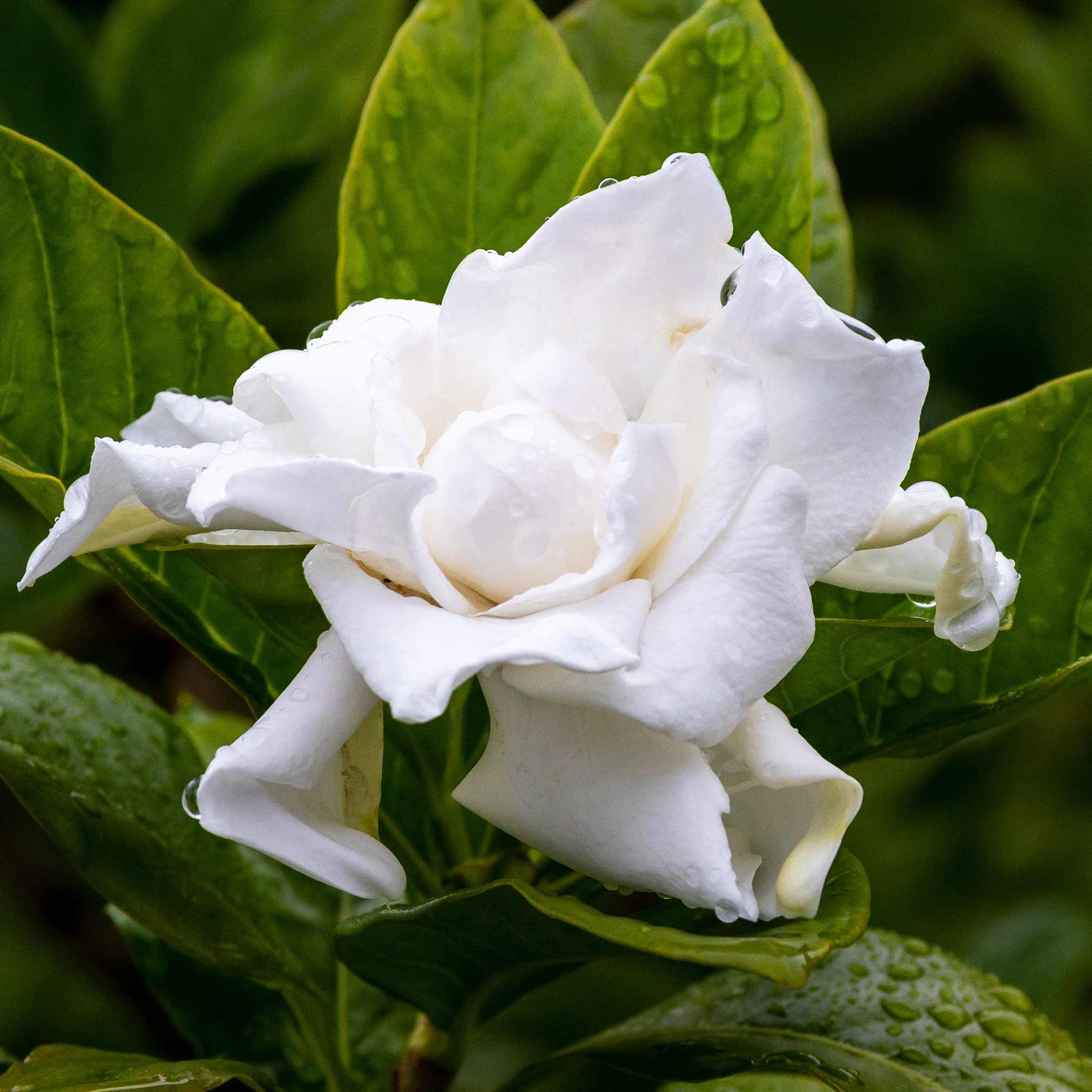 White flower with green leaves on a blurred green background - Henderson Garden Supply