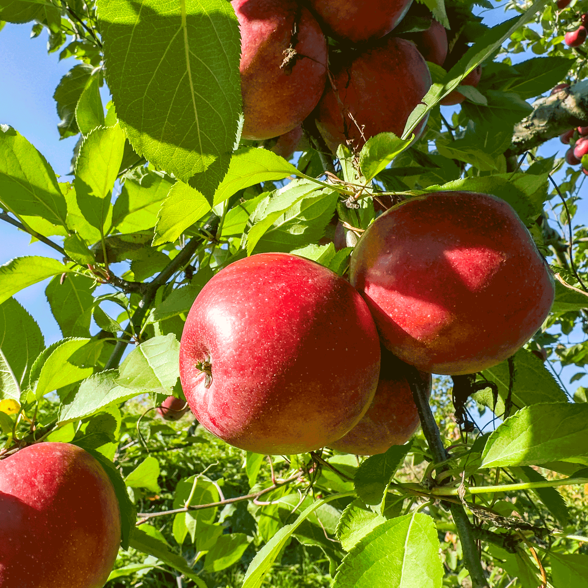 Red apples hanging from a tree with green leaves.  Henderson Garden Supply