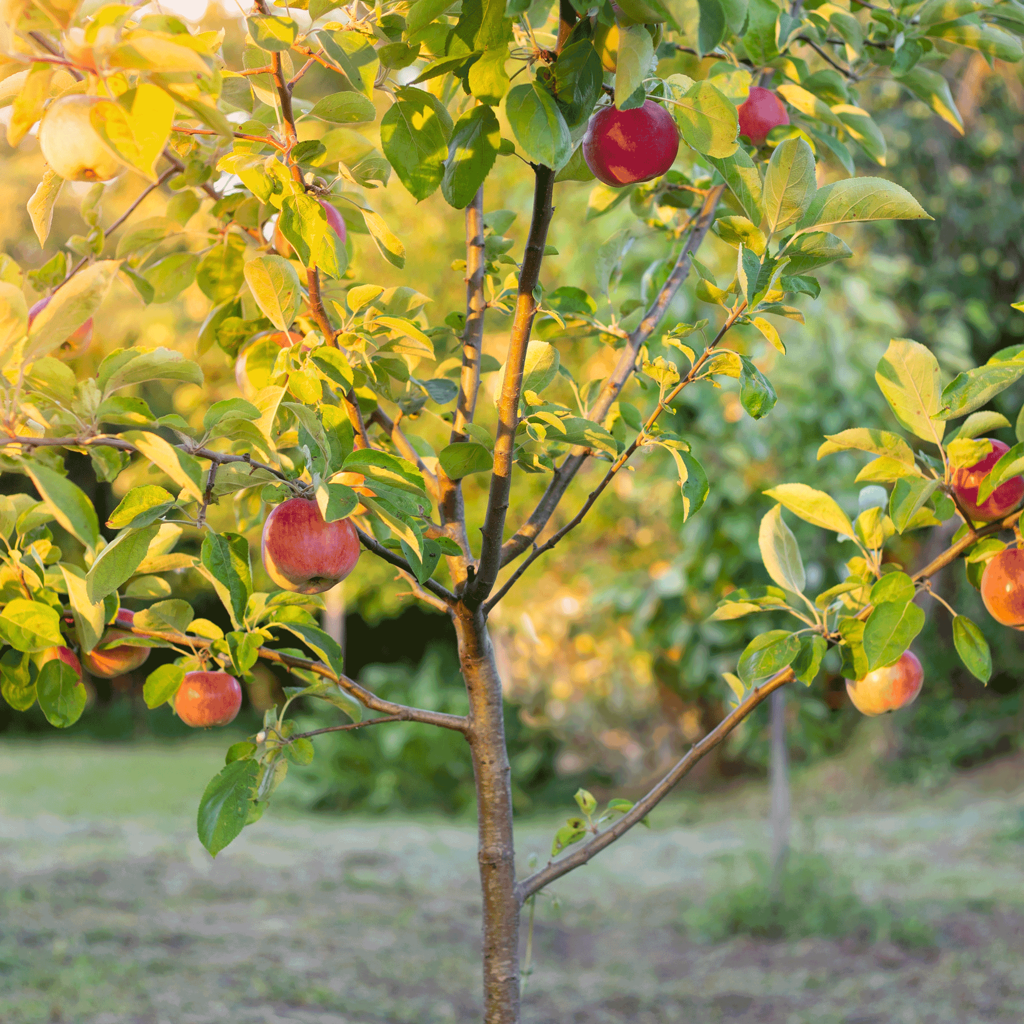 Apple tree with red apples in an orchard.  Henderson Garden Supply