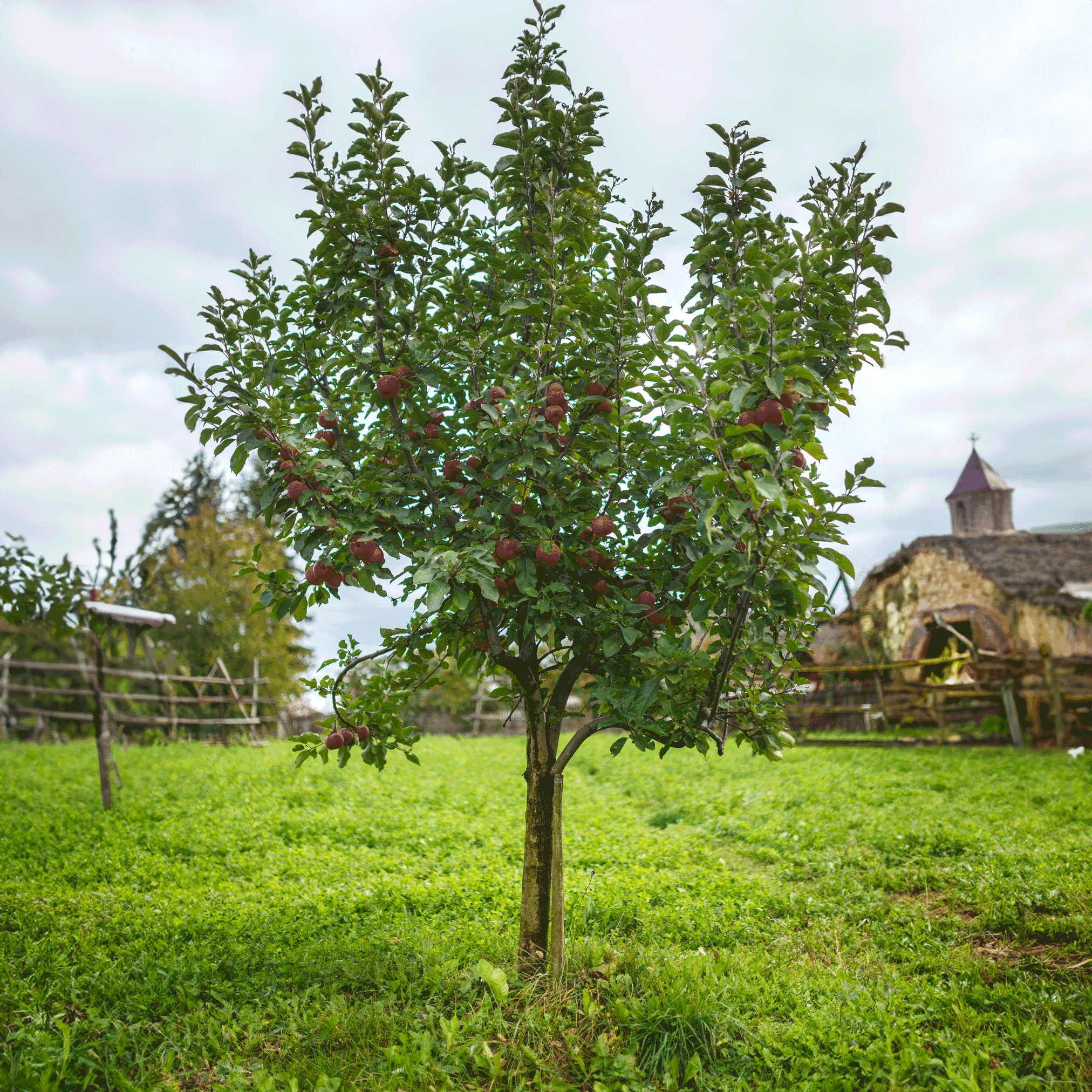 Tree with fruits in a grassy field with a building in the background.  Henderson Garden Supply