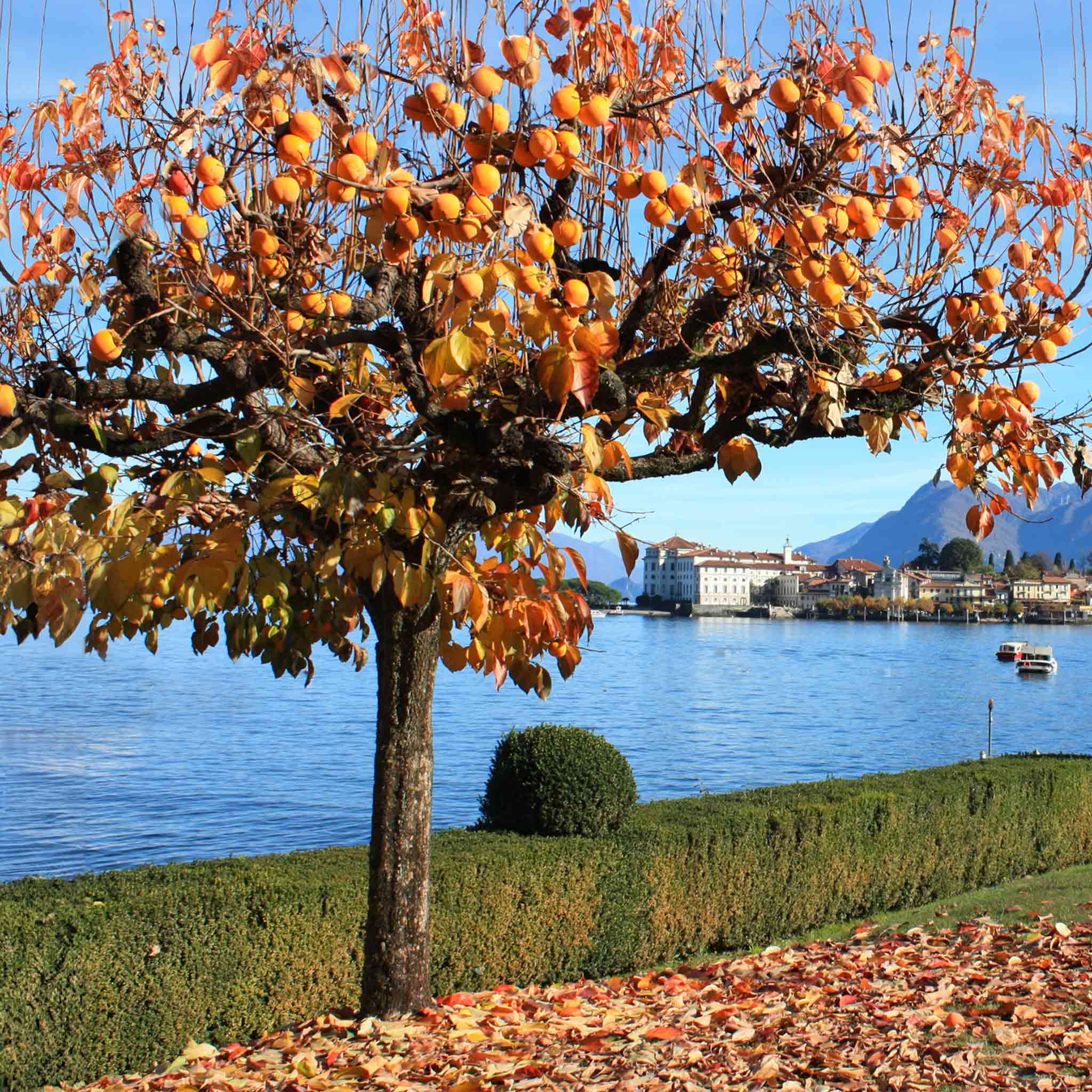 Autumn tree with orange leaves by a lake with mountains in the background.  Henderson Garden Supply