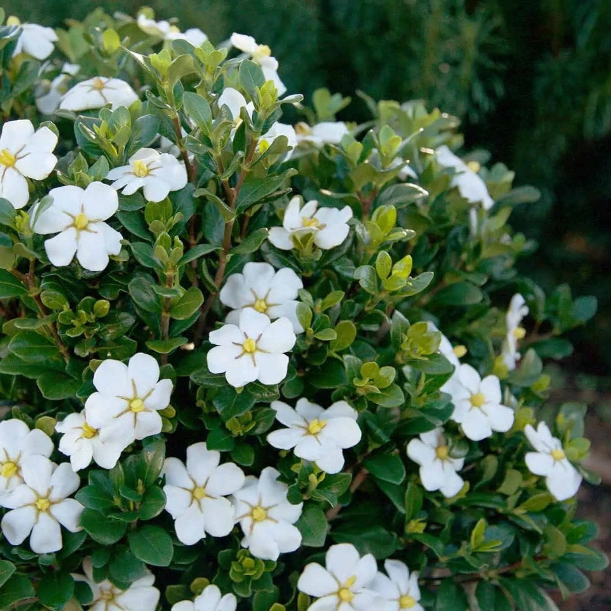 White flowers with green leaves on a blurred natural background - Henderson Garden Supply