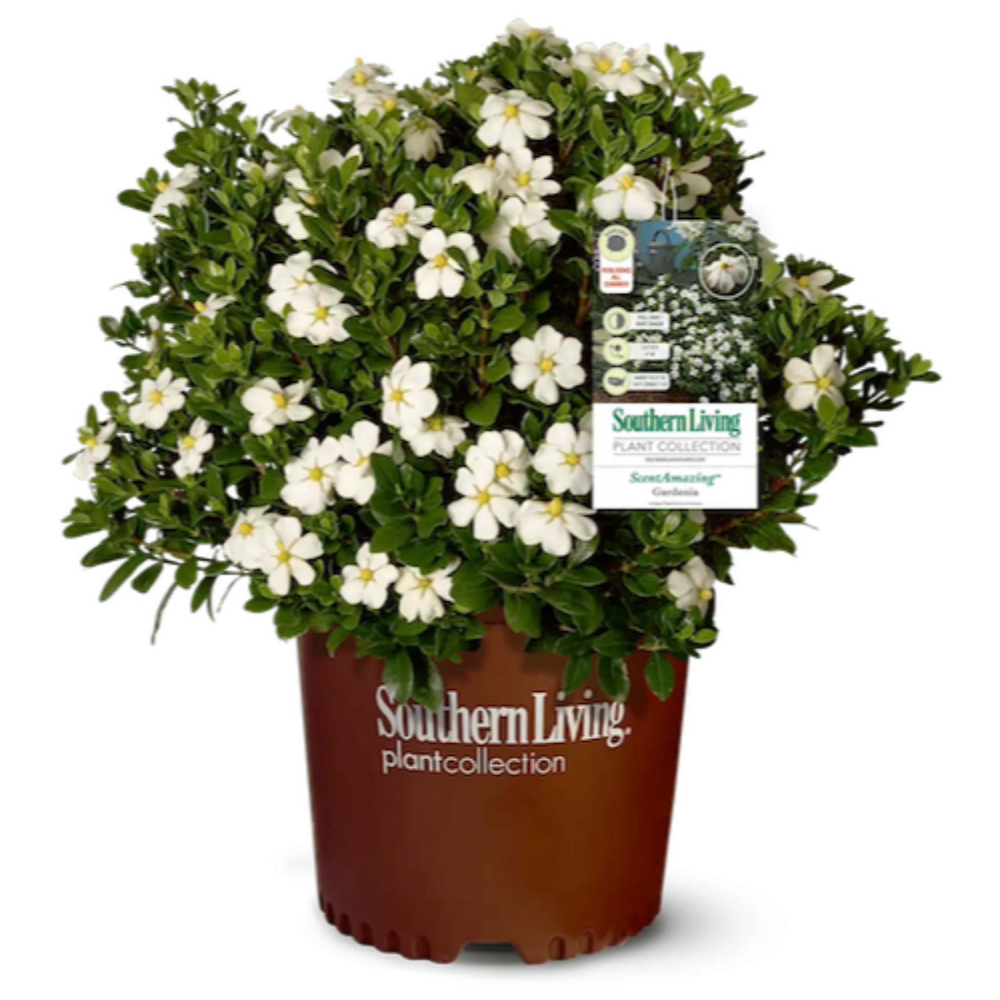 Potted plant with white flowers and a Southern Living plant collection label on a white background - Henderson Garden Supply
