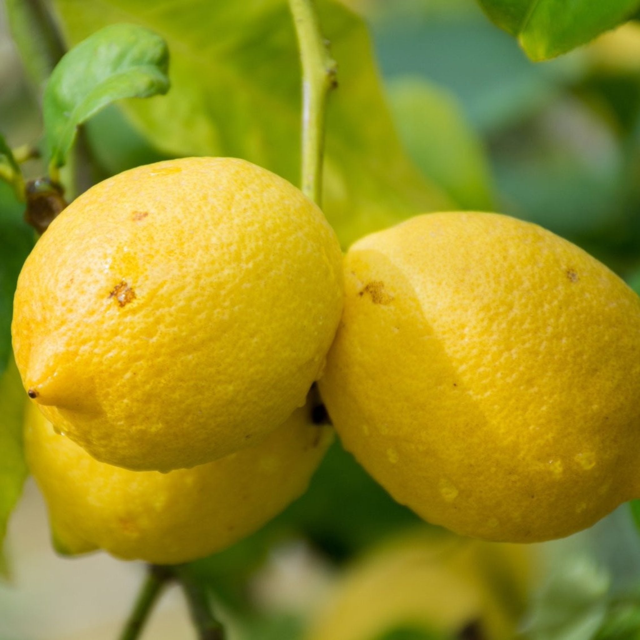 Two lemons hanging on a tree branch with green leaves.  Henderson Garden Supply