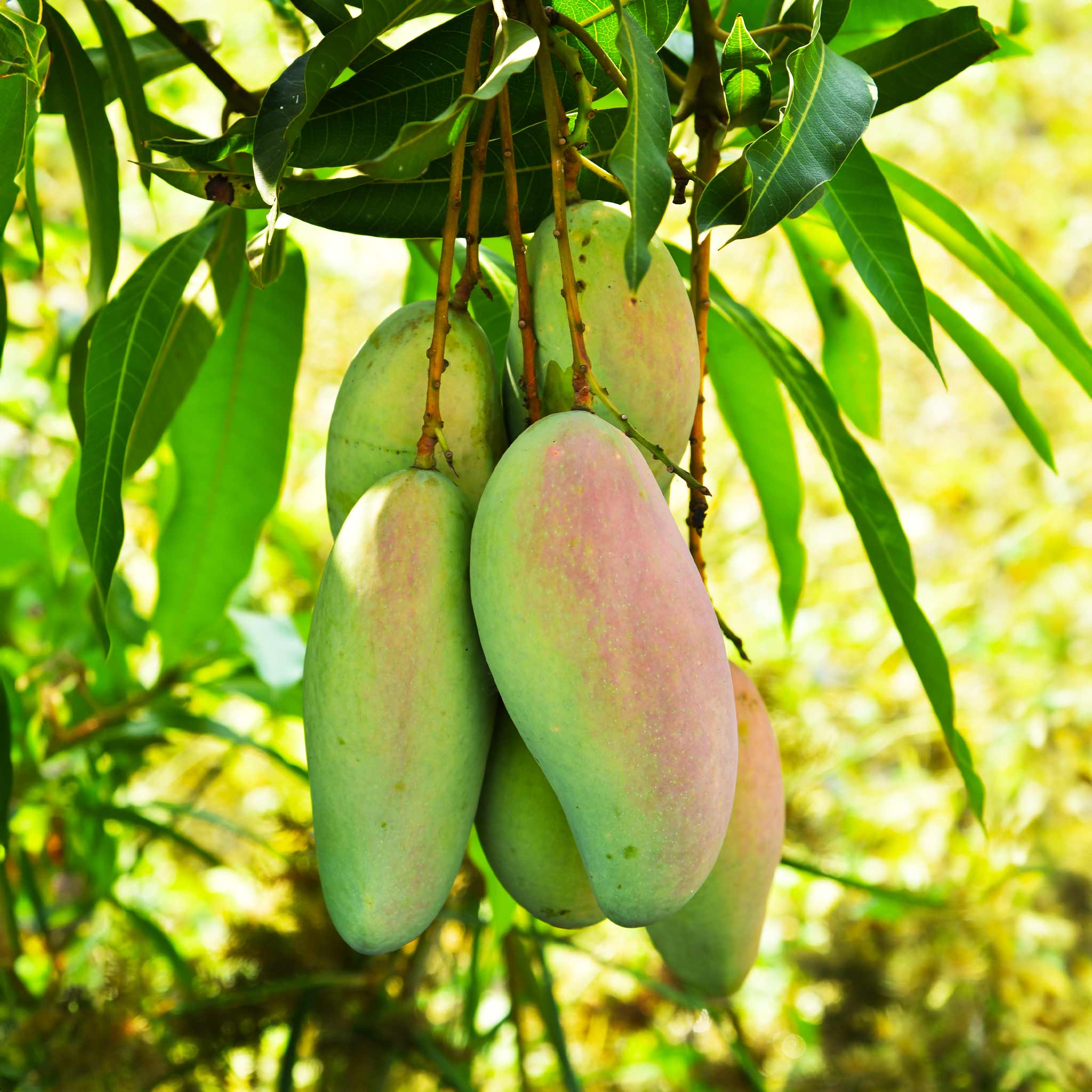 Mangoes hanging from a tree with green leaves.  Henderson Garden Supply