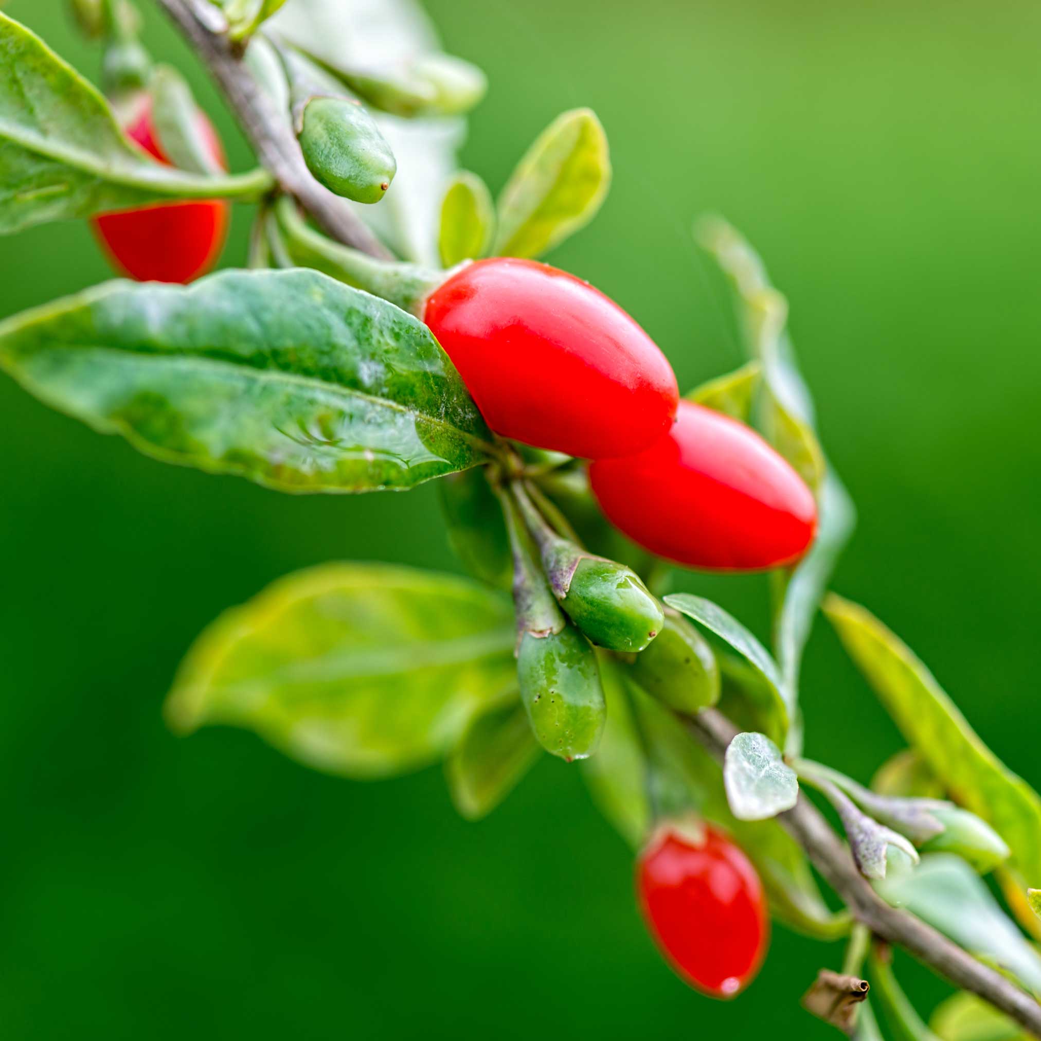 Close-up of red berries on a green leafy branch with a blurred green background.  Henderson Garden Supply