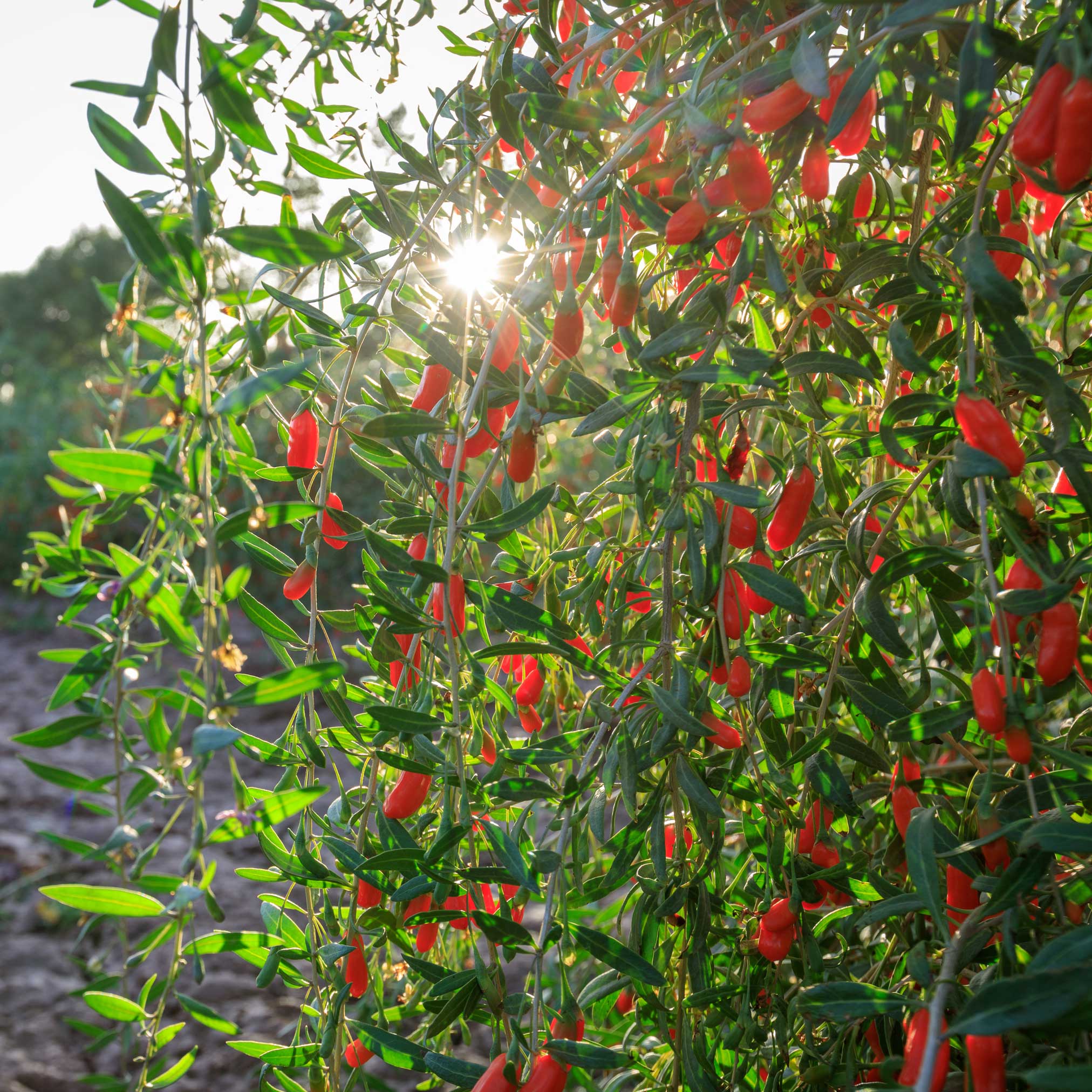 Red berries on a green bush with sunlight filtering through.  Henderson Garden Supply