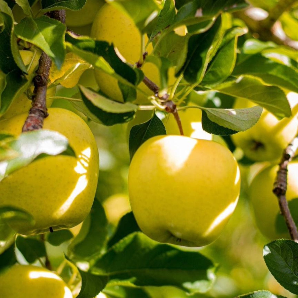 Green apples hanging from a tree with leaves.  Henderson Garden Supply