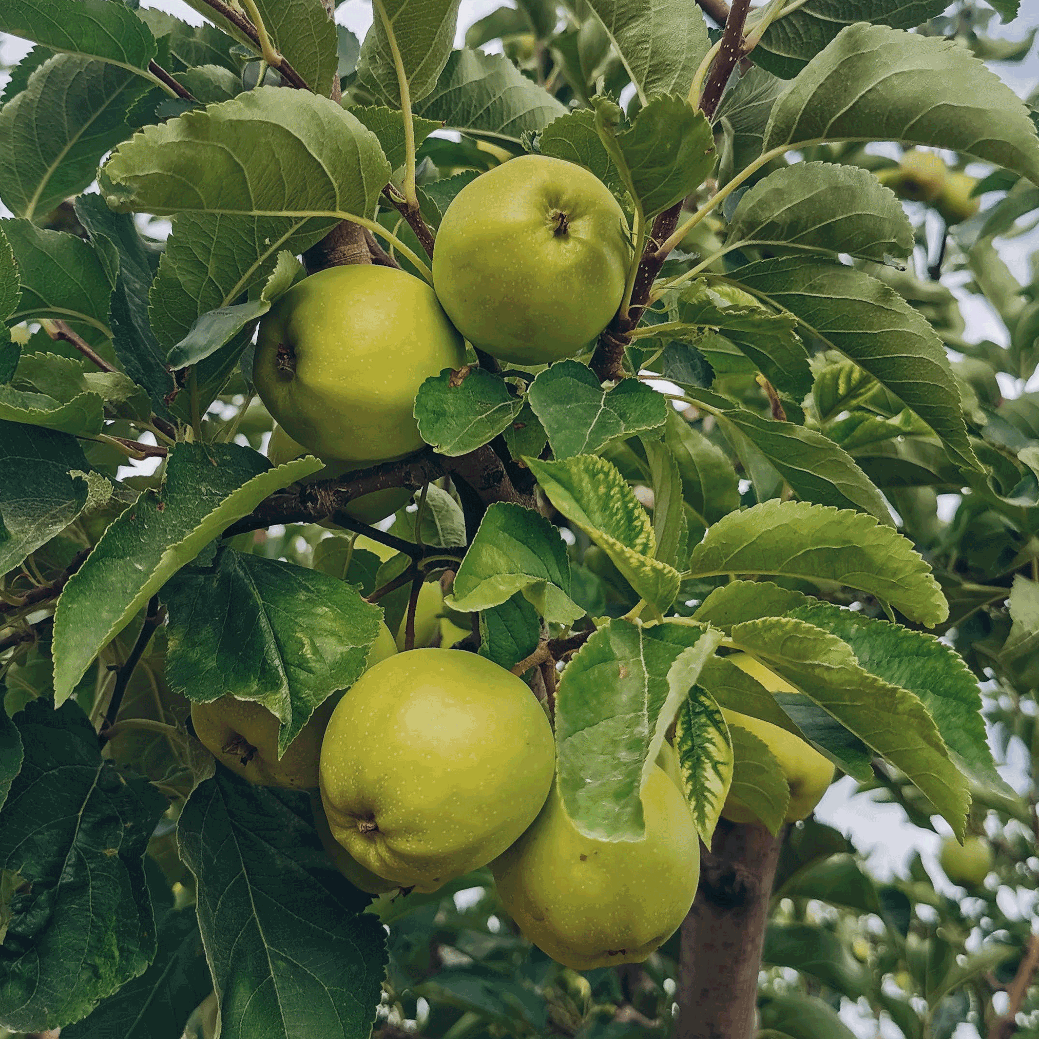 Green apples on a tree branch with leaves.  Henderson Garden Supply