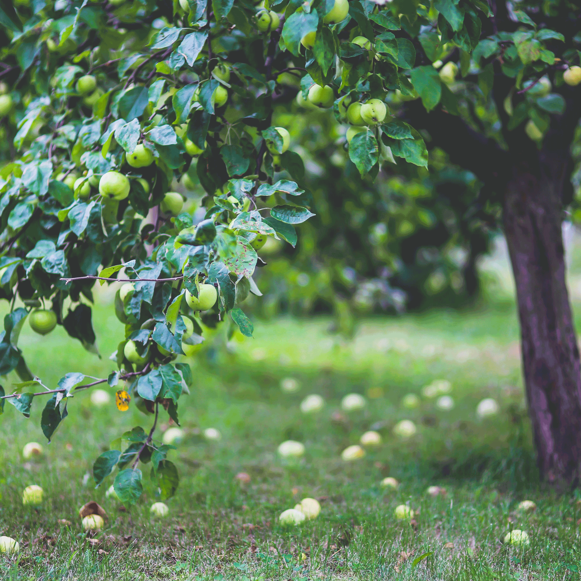 Apple tree with green apples in an orchard.  Henderson Garden Supply