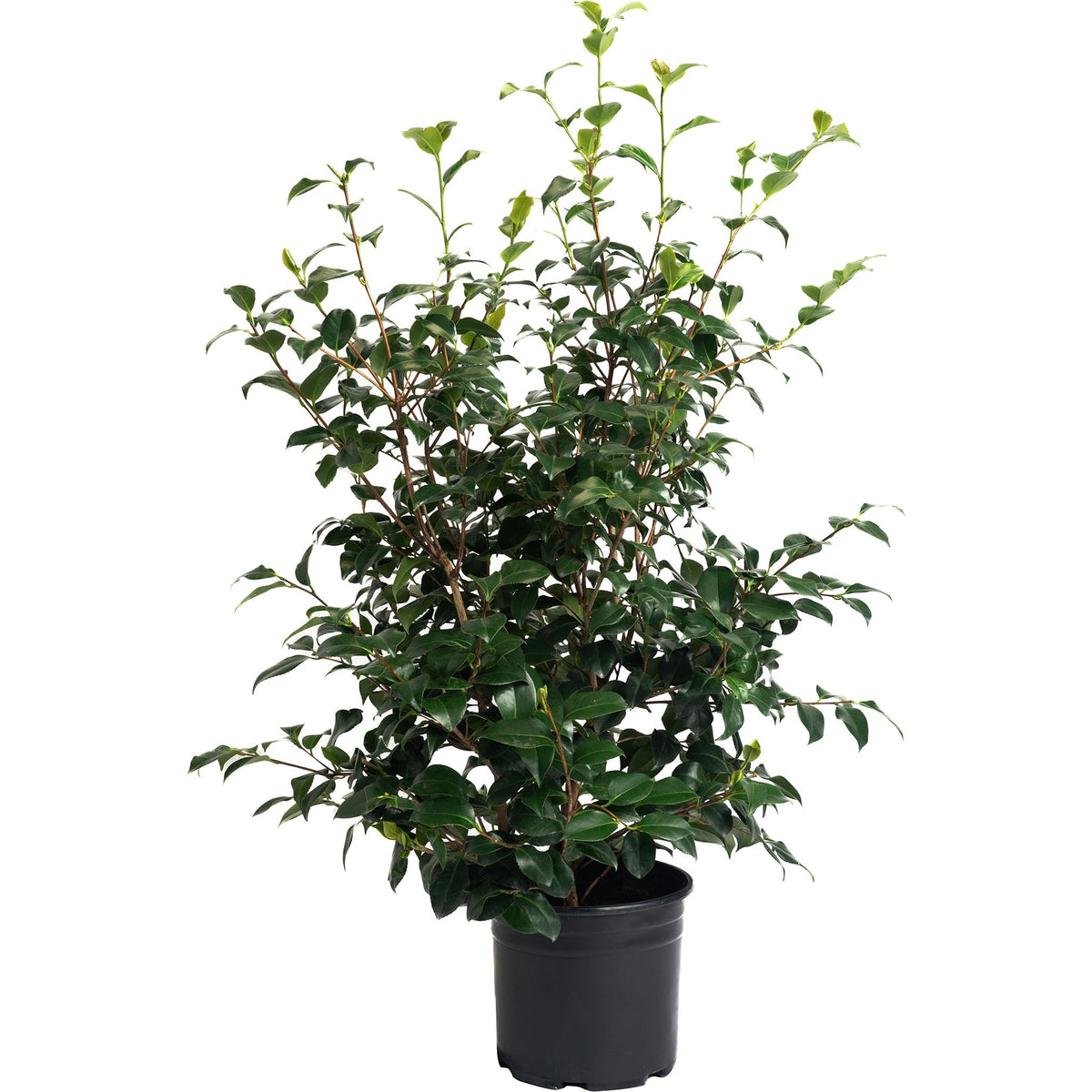 Greensboro Red Camellia – Red Blooms & Evergreen Foliage
