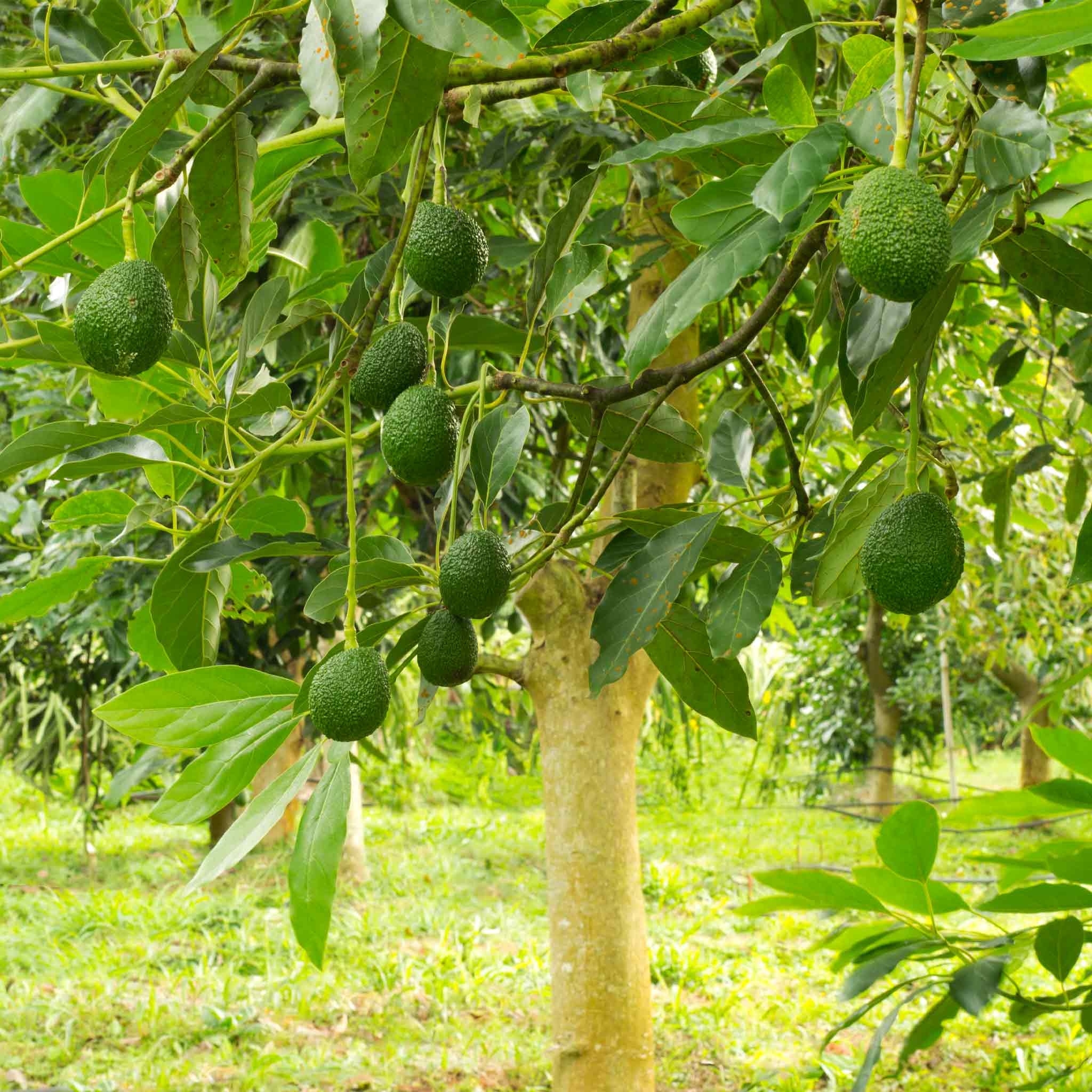 Hass Avocado Tree | Fruiting Avocado