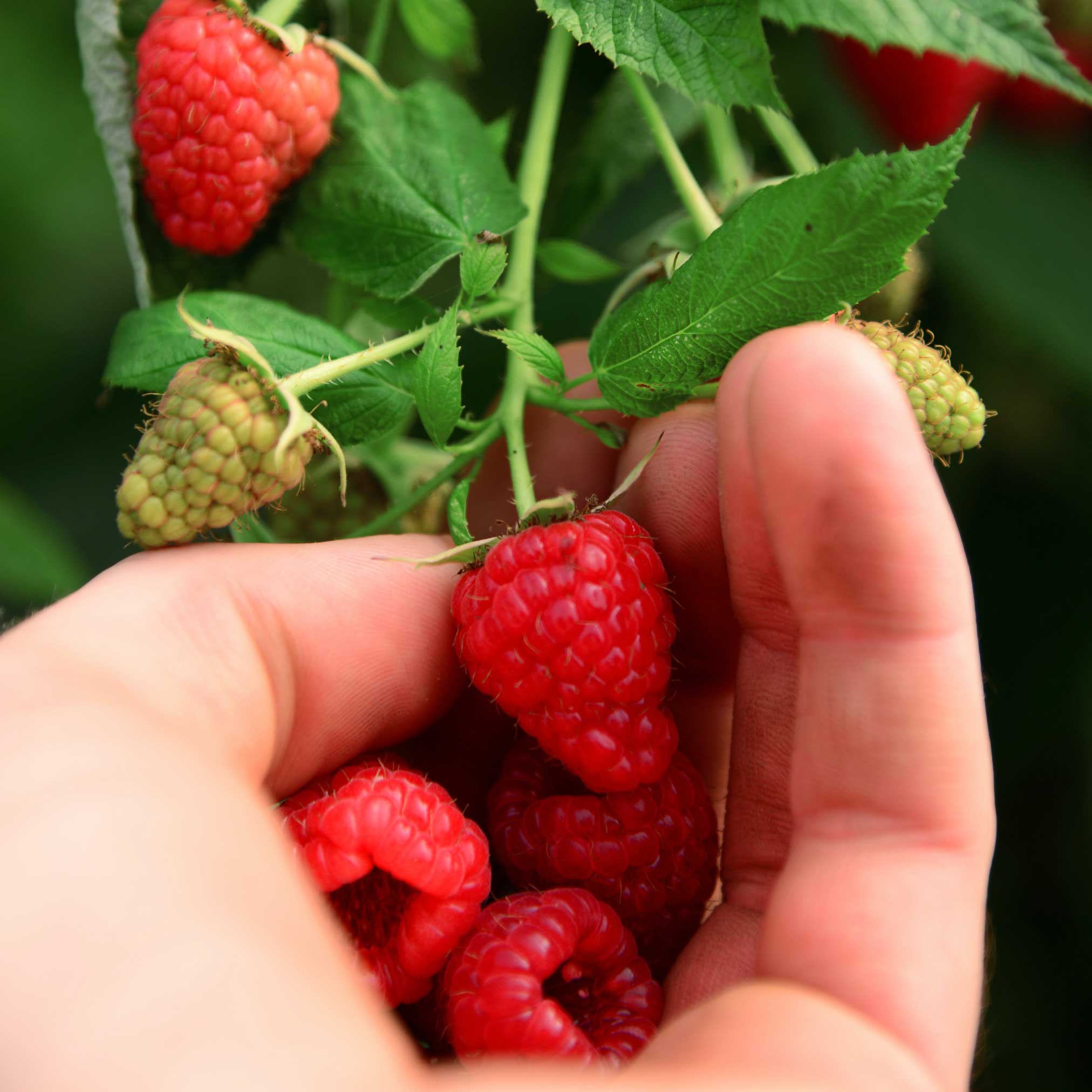 Hand holding red raspberries with a blurred background of green leaves and more raspberries.  Henderson Garden Supply