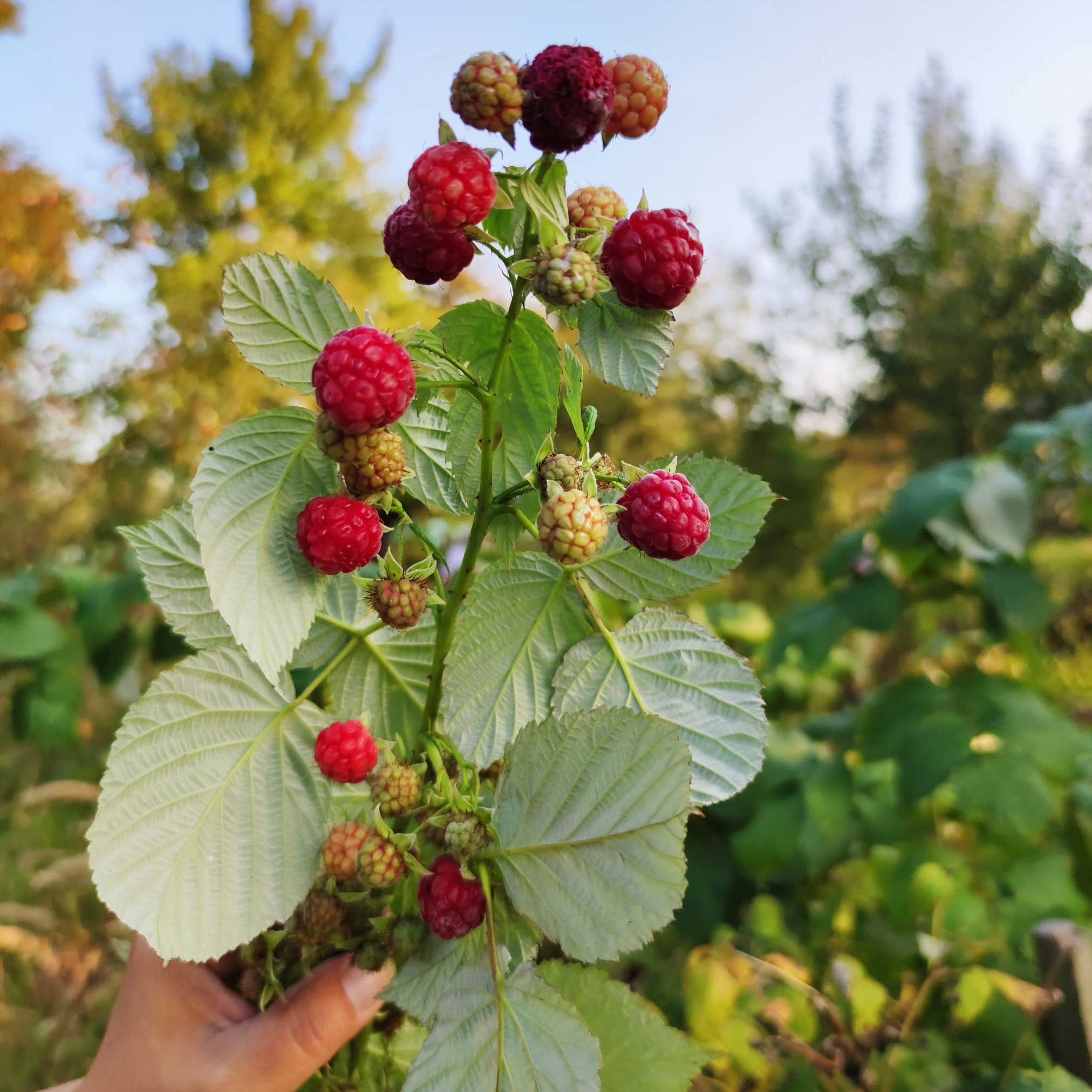 Raspberries on a branch held by a hand with a blurred natural background.  Henderson Garden Supply