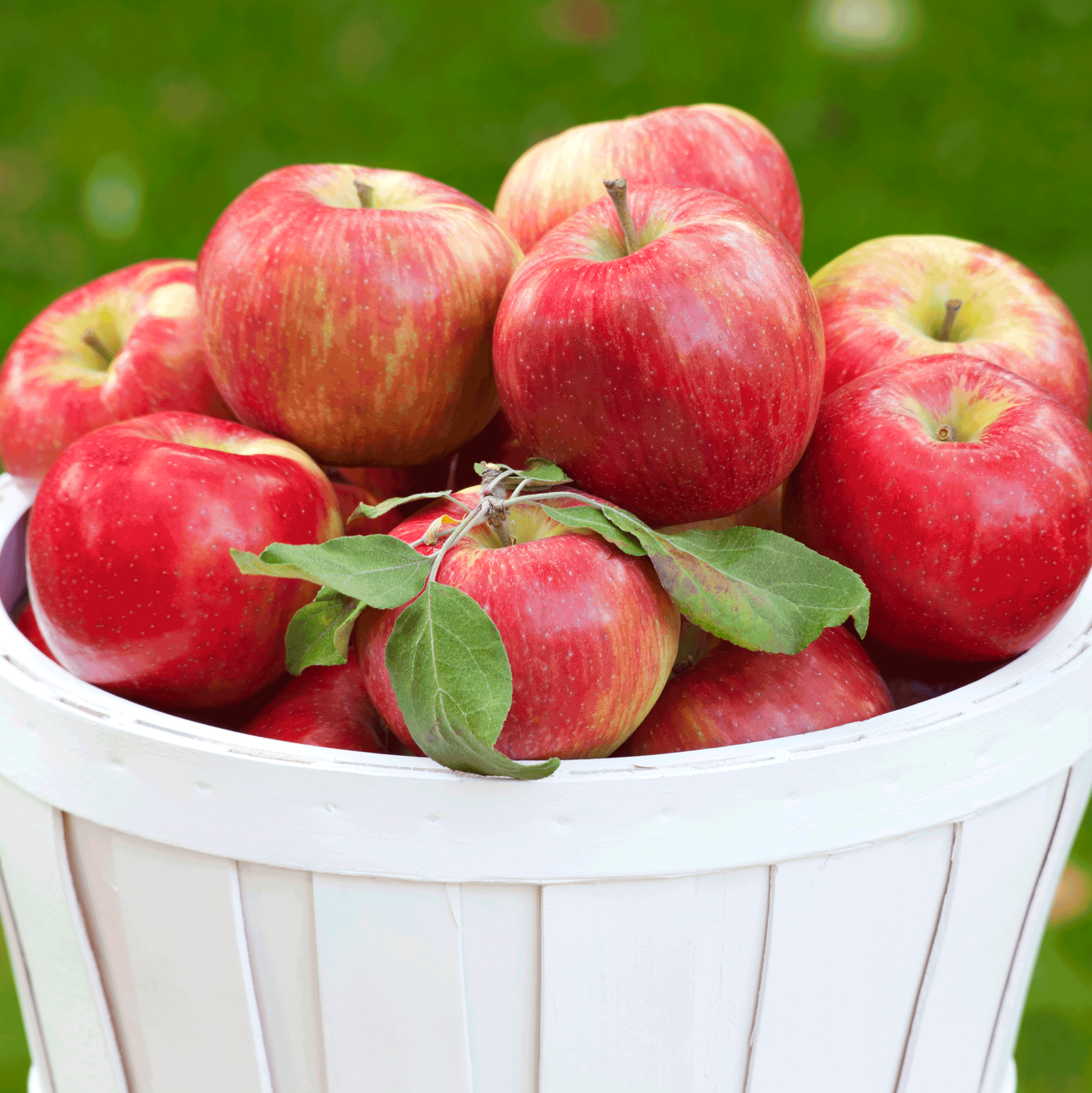 Basket of red apples with green leaves against a blurred green background.  Henderson Garden Supply