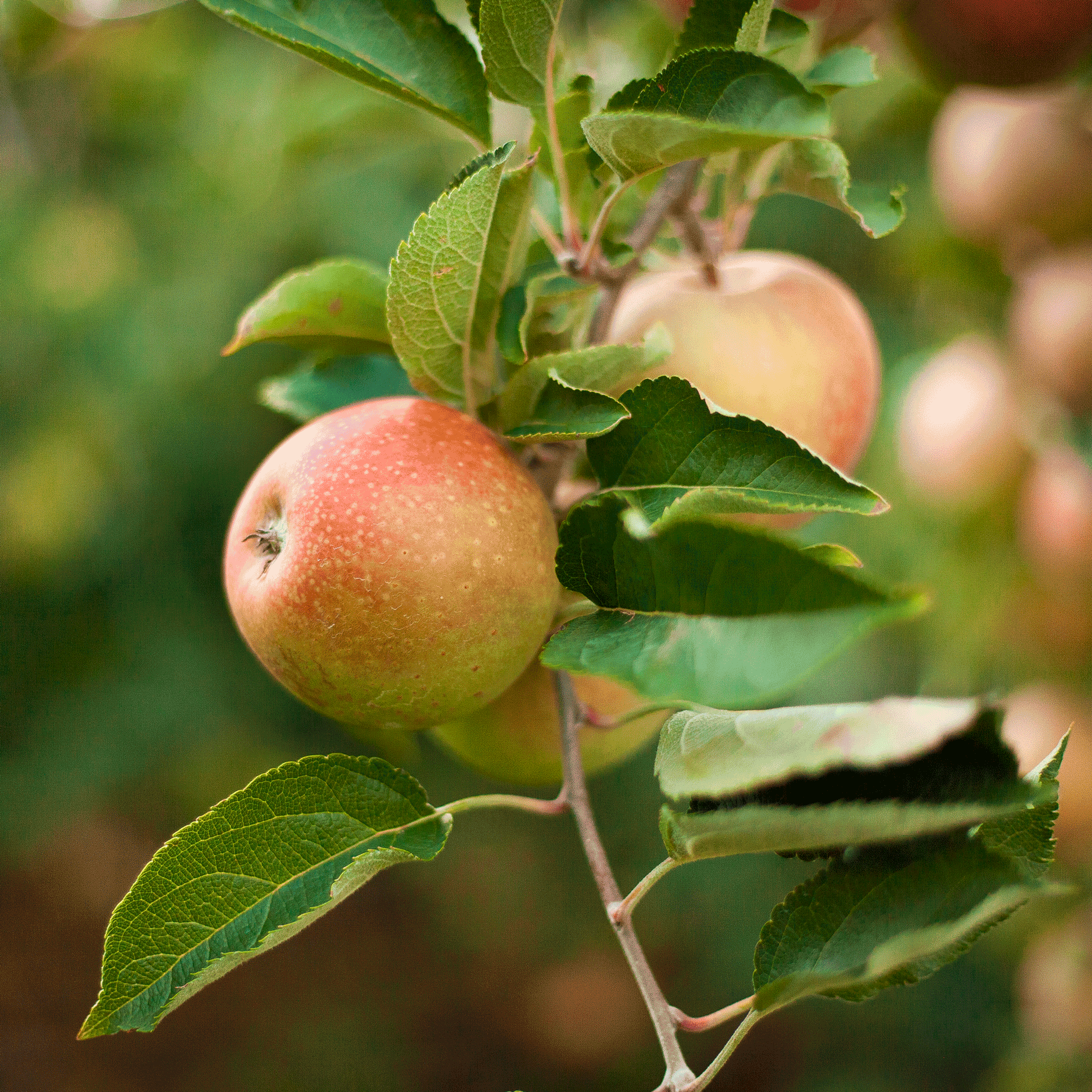 Apples on a tree branch with green leaves.  Henderson Garden Supply