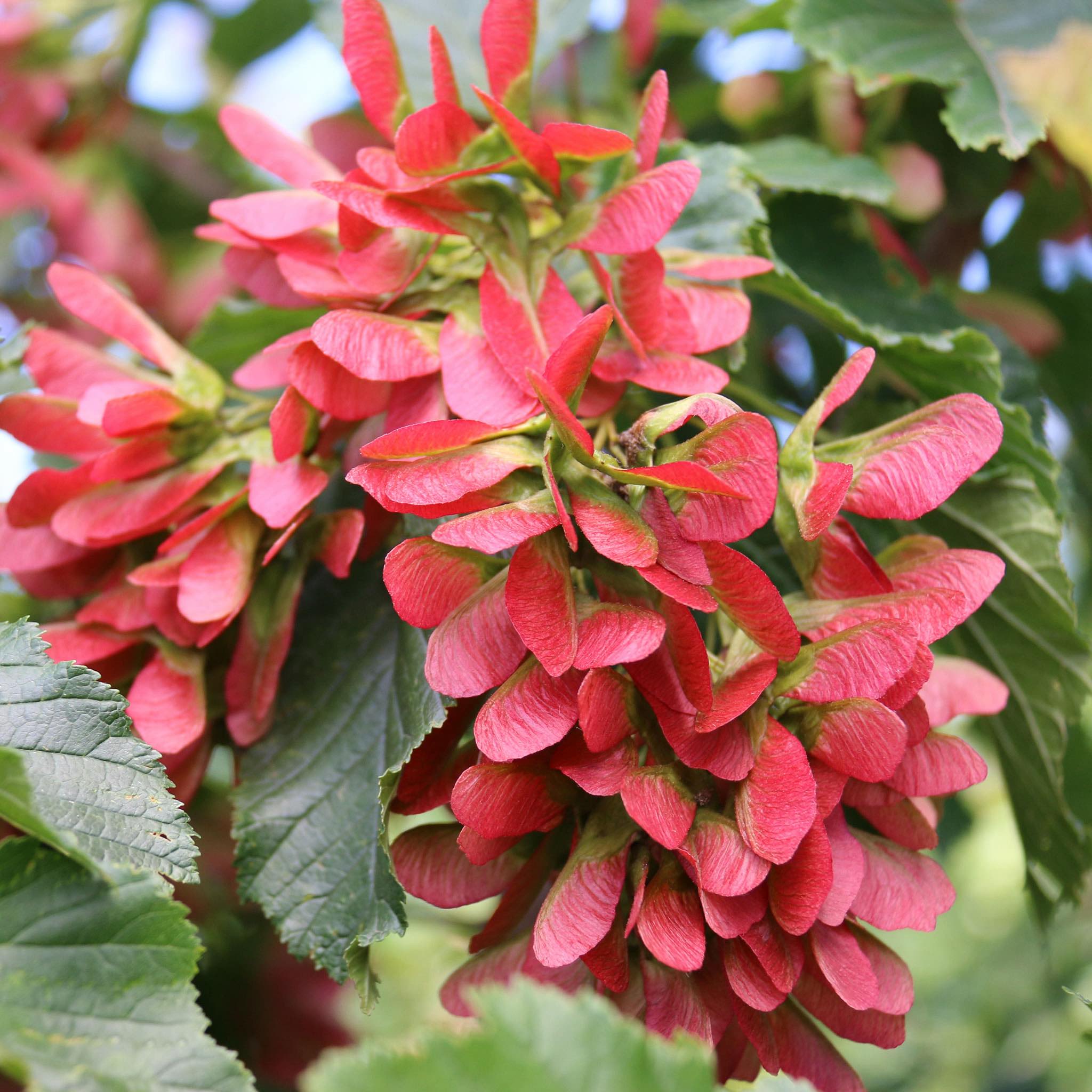 Close-up of red maple seeds with green leaves in the background.  Henderson Garden Supply
