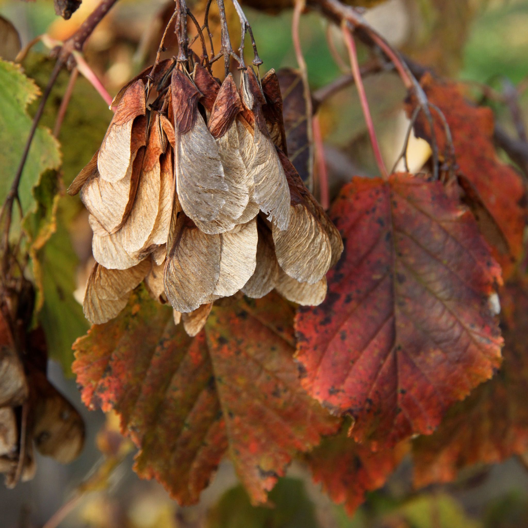 Close-up of autumn leaves with brown seed pods on a blurred natural background.  Henderson Garden Supply