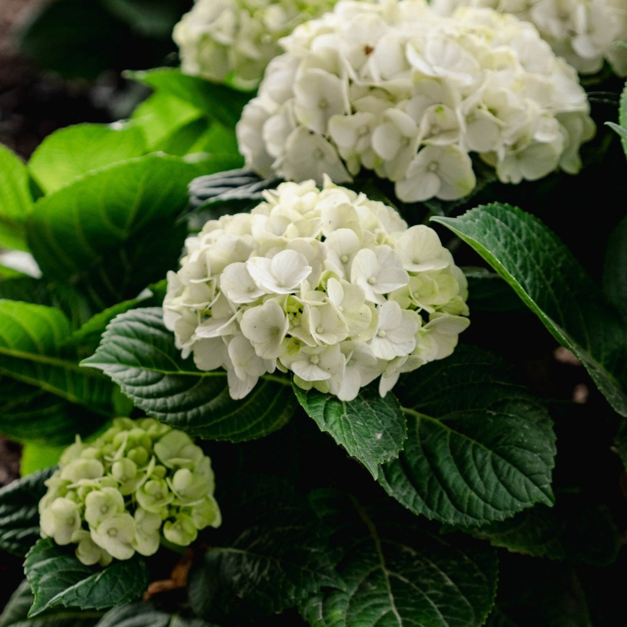 White hydrangea flowers with green leaves in a garden setting - Henderson Garden Supply