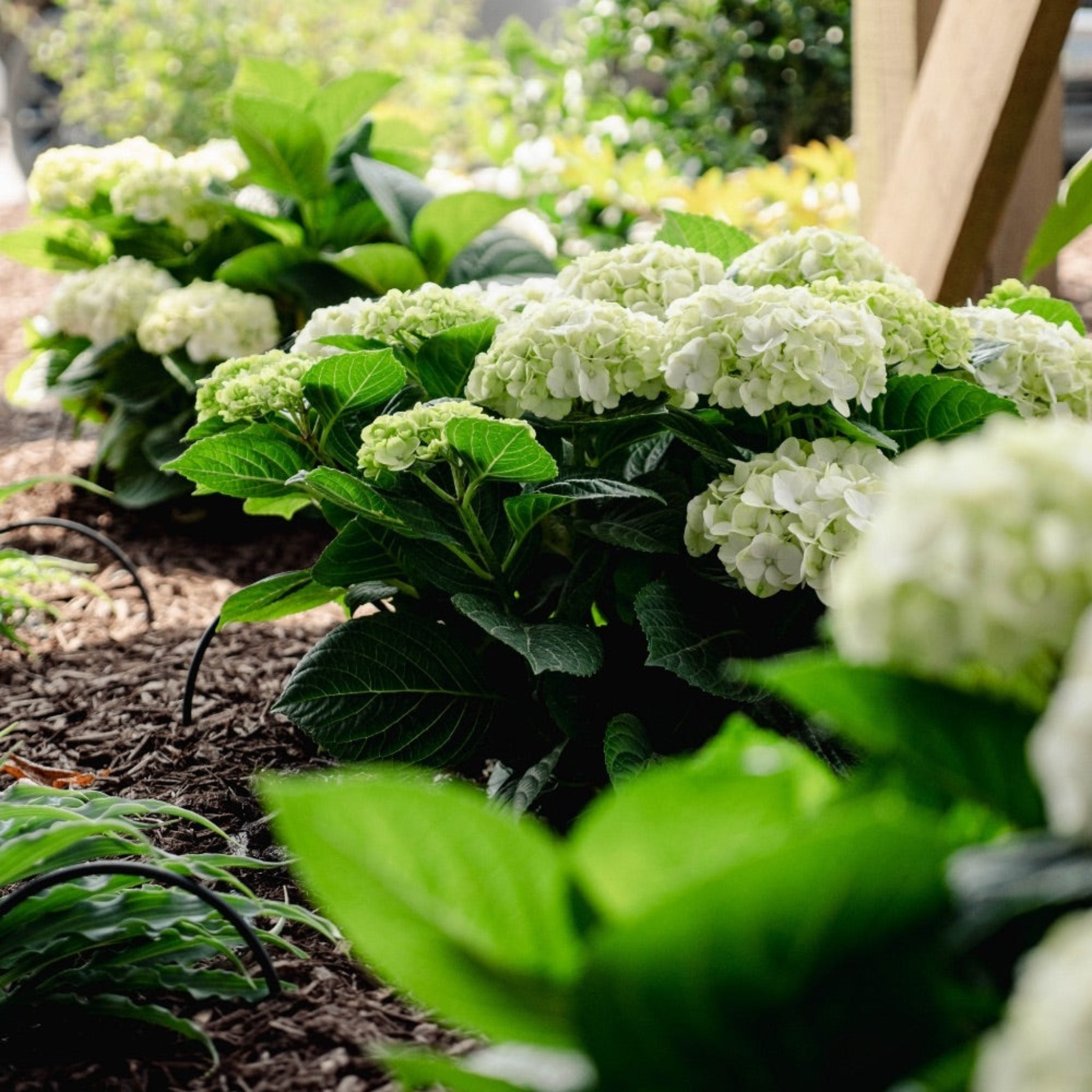 White hydrangea flowers with green leaves in a garden setting - Henderson Garden Supply