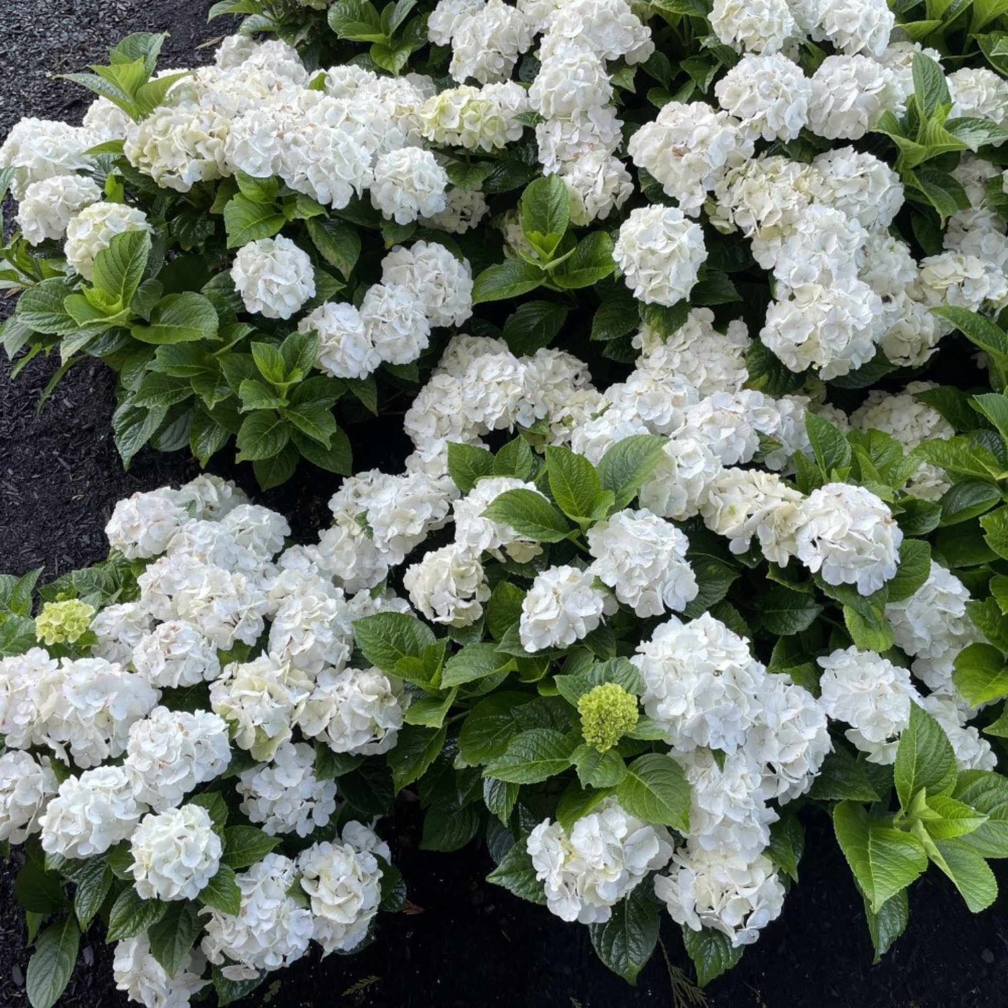White flowers with green leaves on a dark background - Henderson Garden Supply