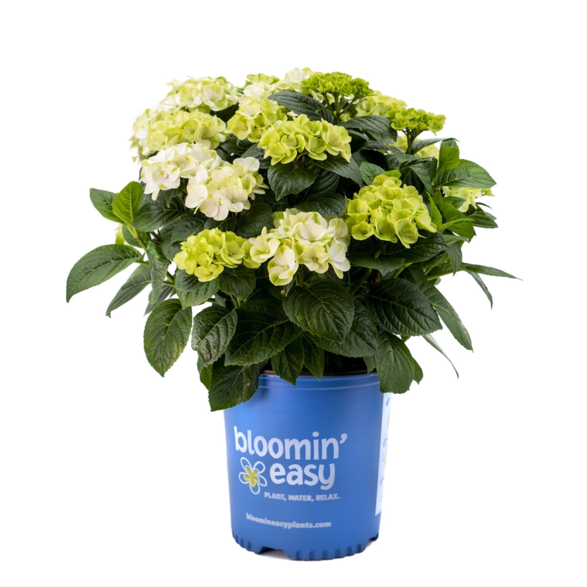 Potted plant with green and white flowers in a blue container labeled 'bloomin' easy' on a white background. - Henderson Garden Supply