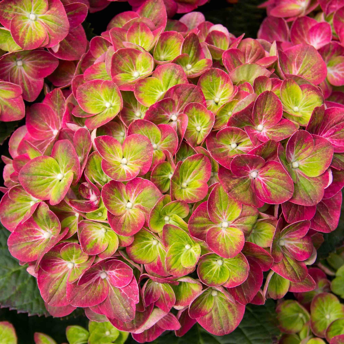 Tilt-A-Swirl® Bigleaf Hydrangea – Bicolor Blooms