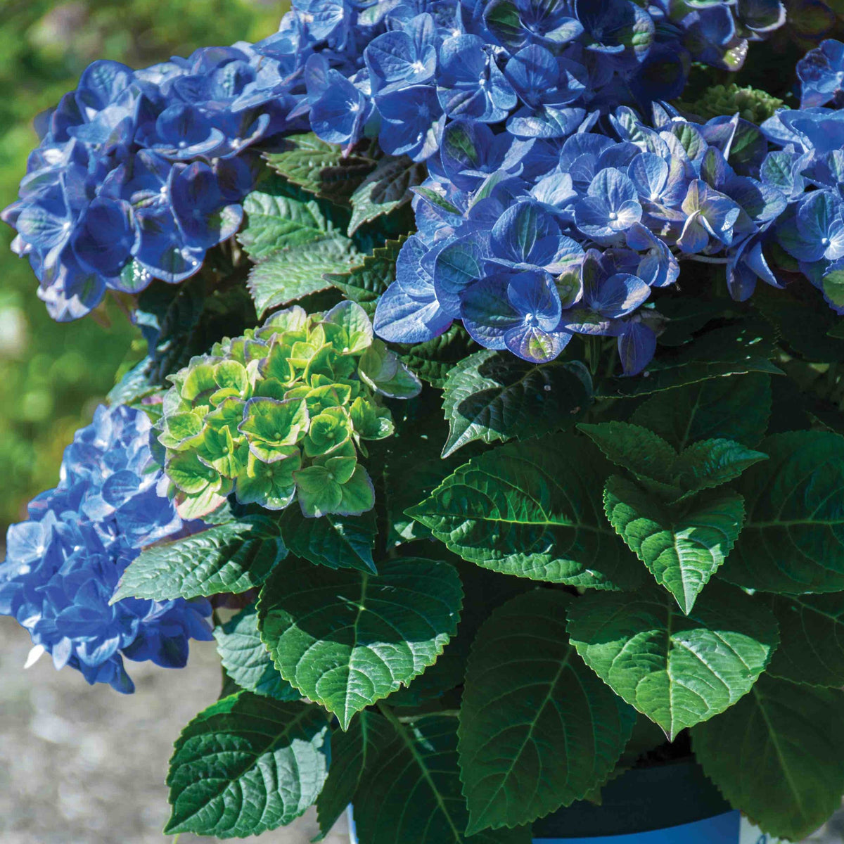 Tilt-A-Swirl® Bigleaf Hydrangea – Bicolor Blooms