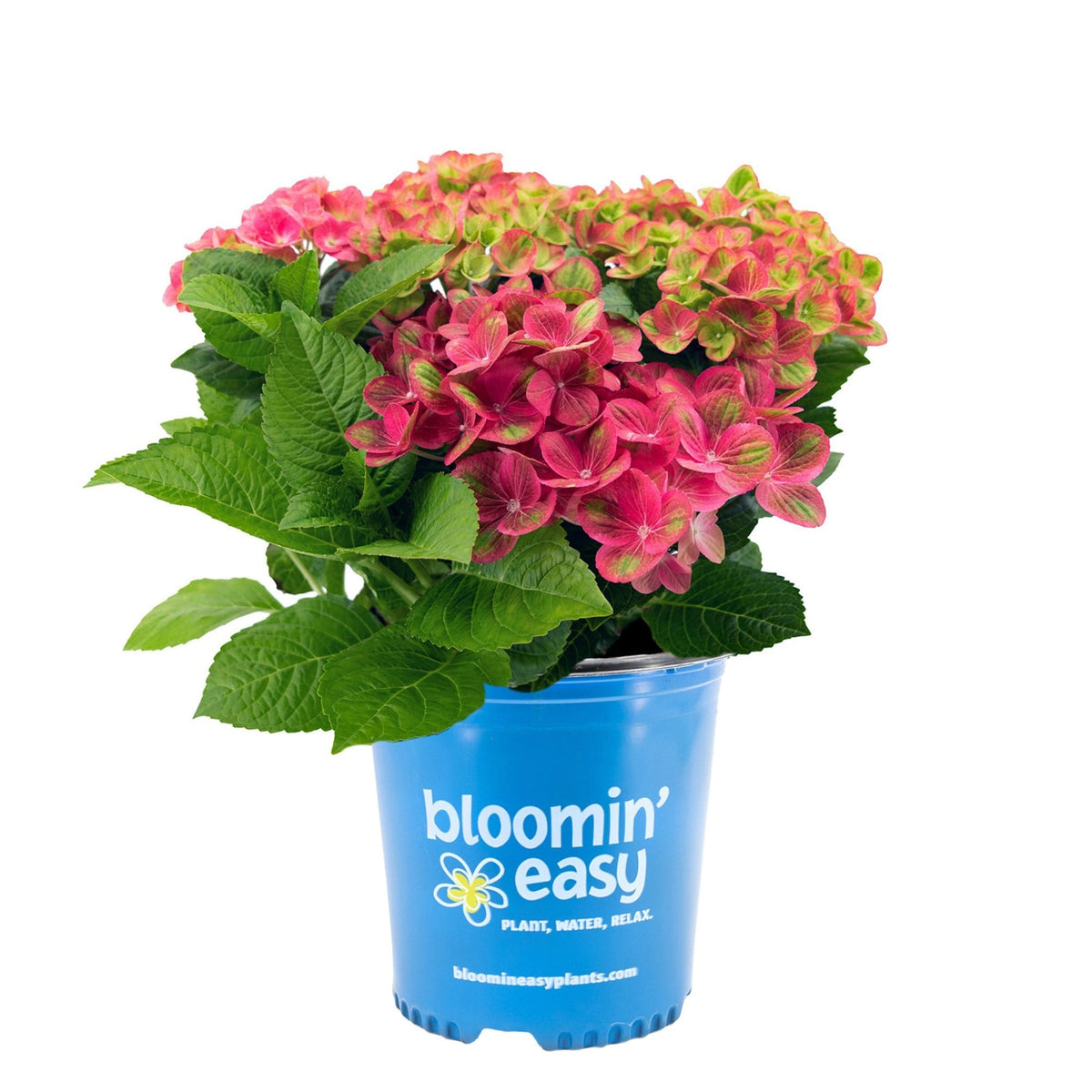 Tilt-A-Swirl® Bigleaf Hydrangea – Bicolor Blooms