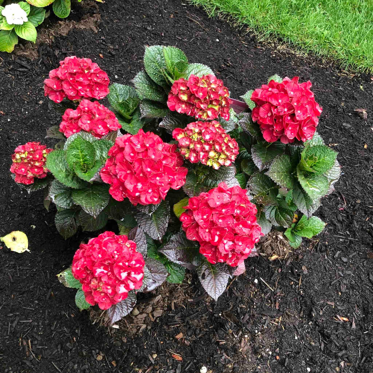 Cherry-Go-Round® Reblooming Hydrangea – Red Flowers