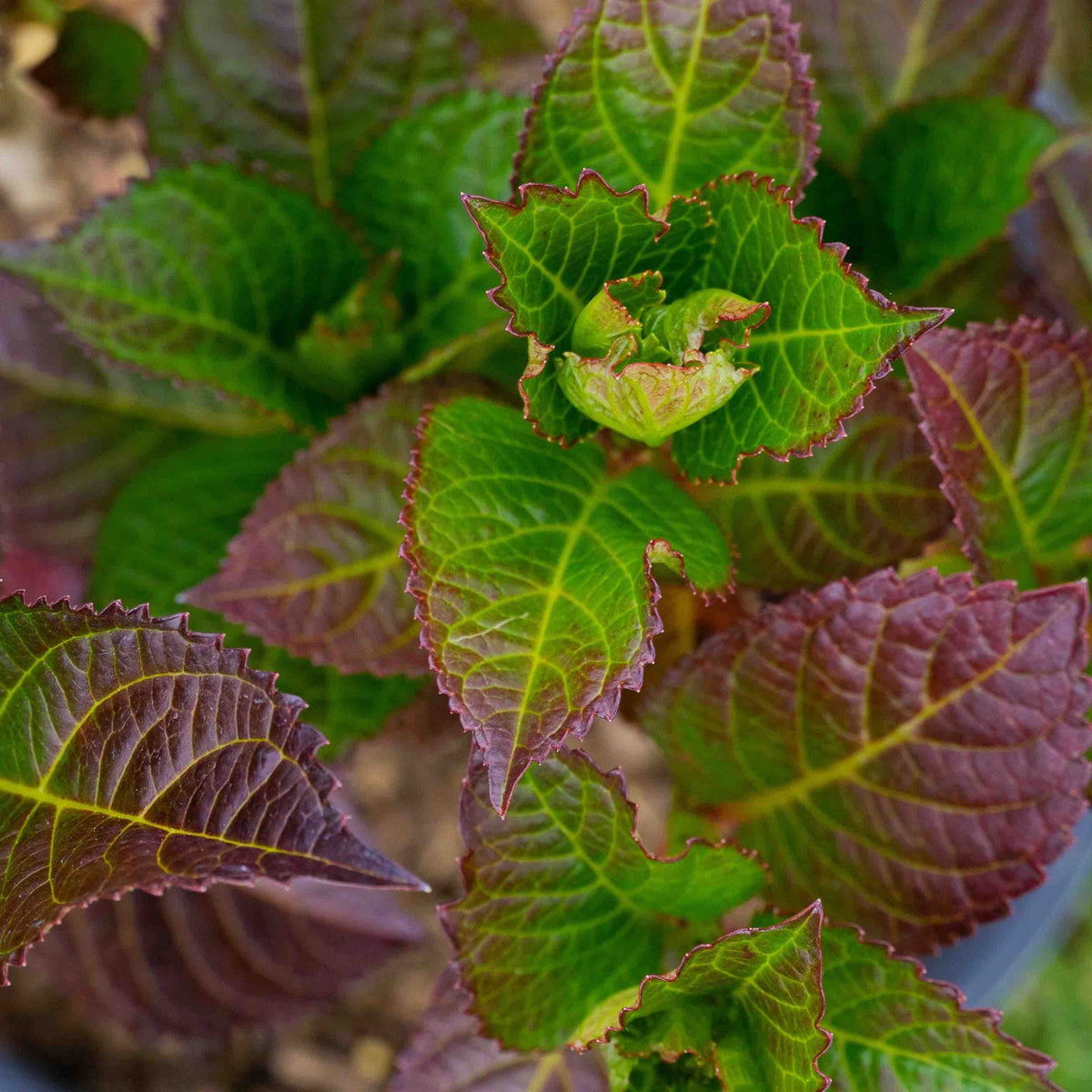 Cherry-Go-Round® Reblooming Hydrangea – Red Flowers