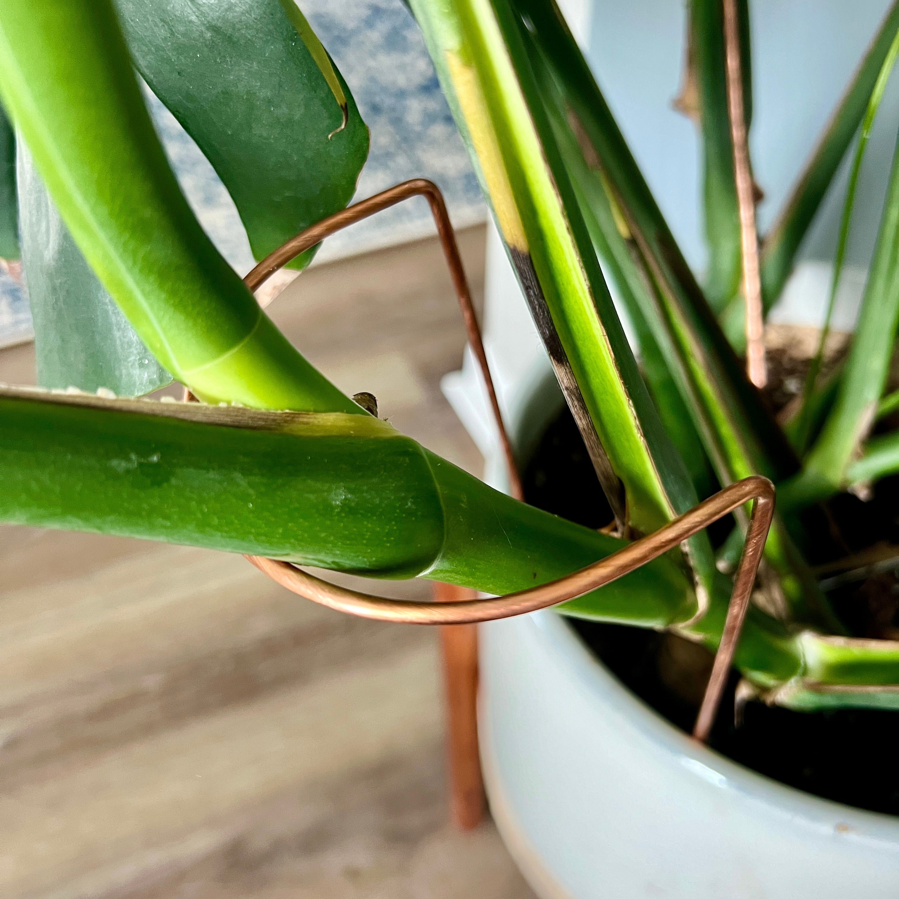 Copper Crescent Plant Stake, Leaning Plant Support