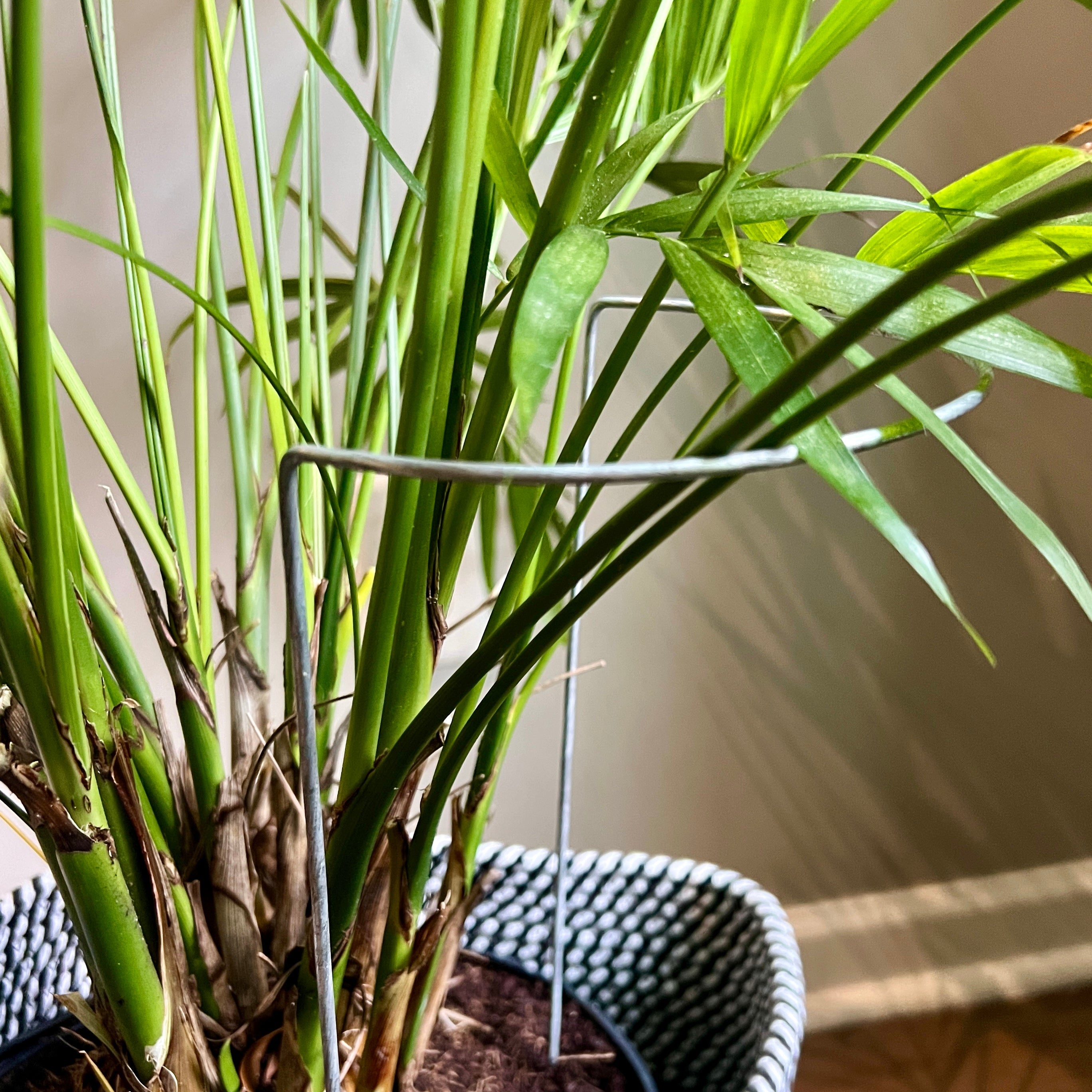 Steel Crescent Plant Stake, Leaning Plant Support