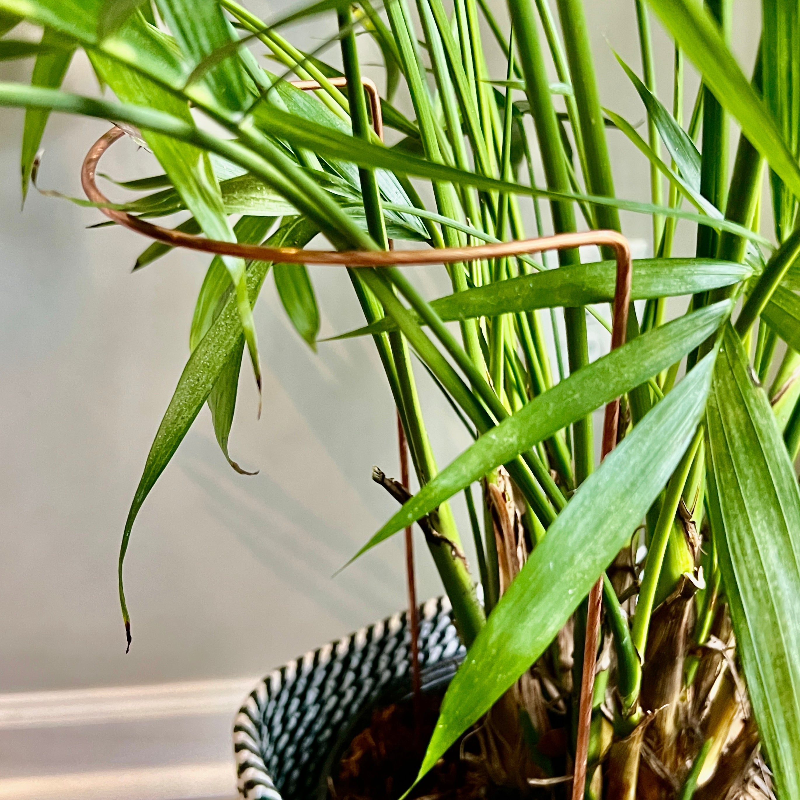 Copper Crescent Plant Stake, Leaning Plant Support