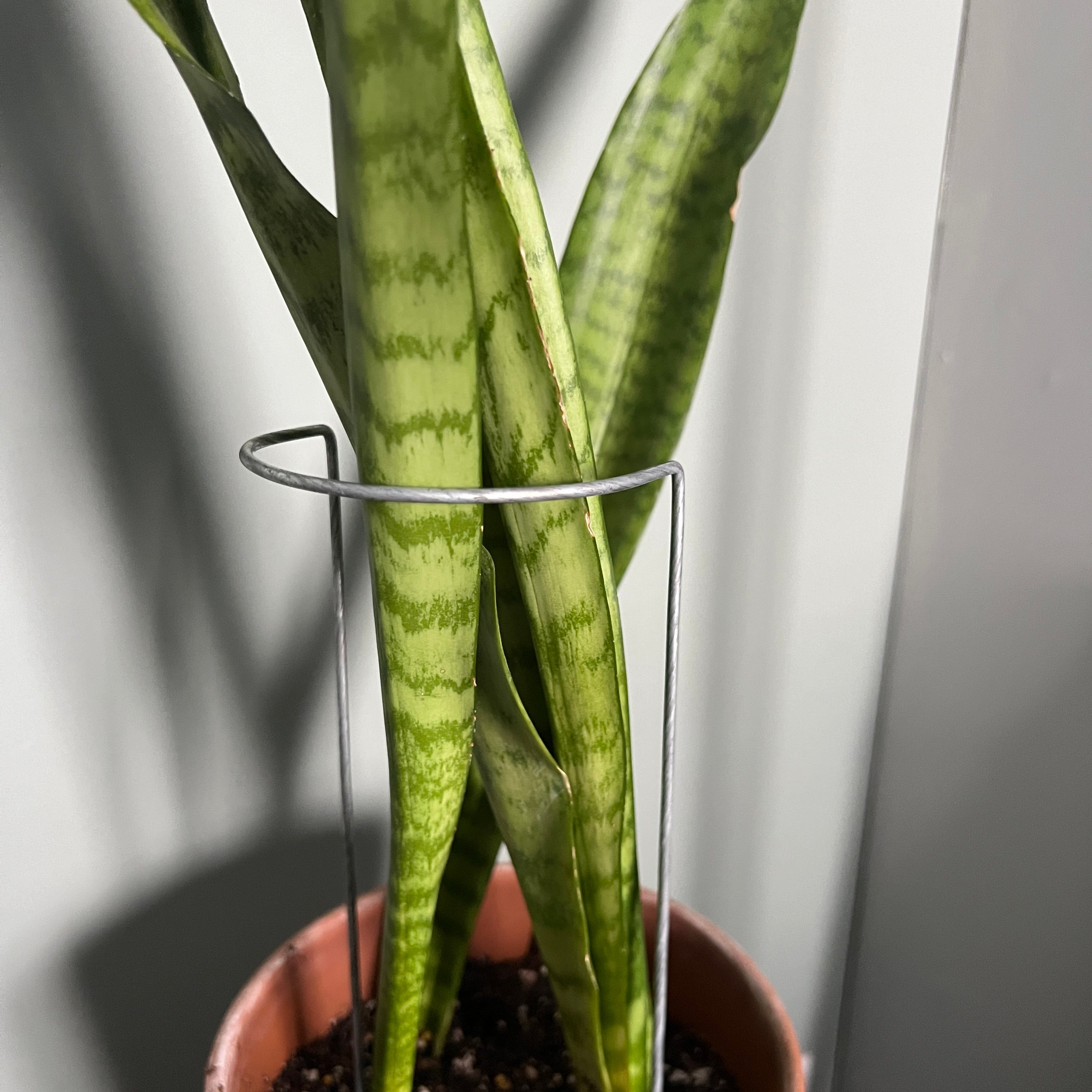 Steel Crescent Plant Stake, Leaning Plant Support
